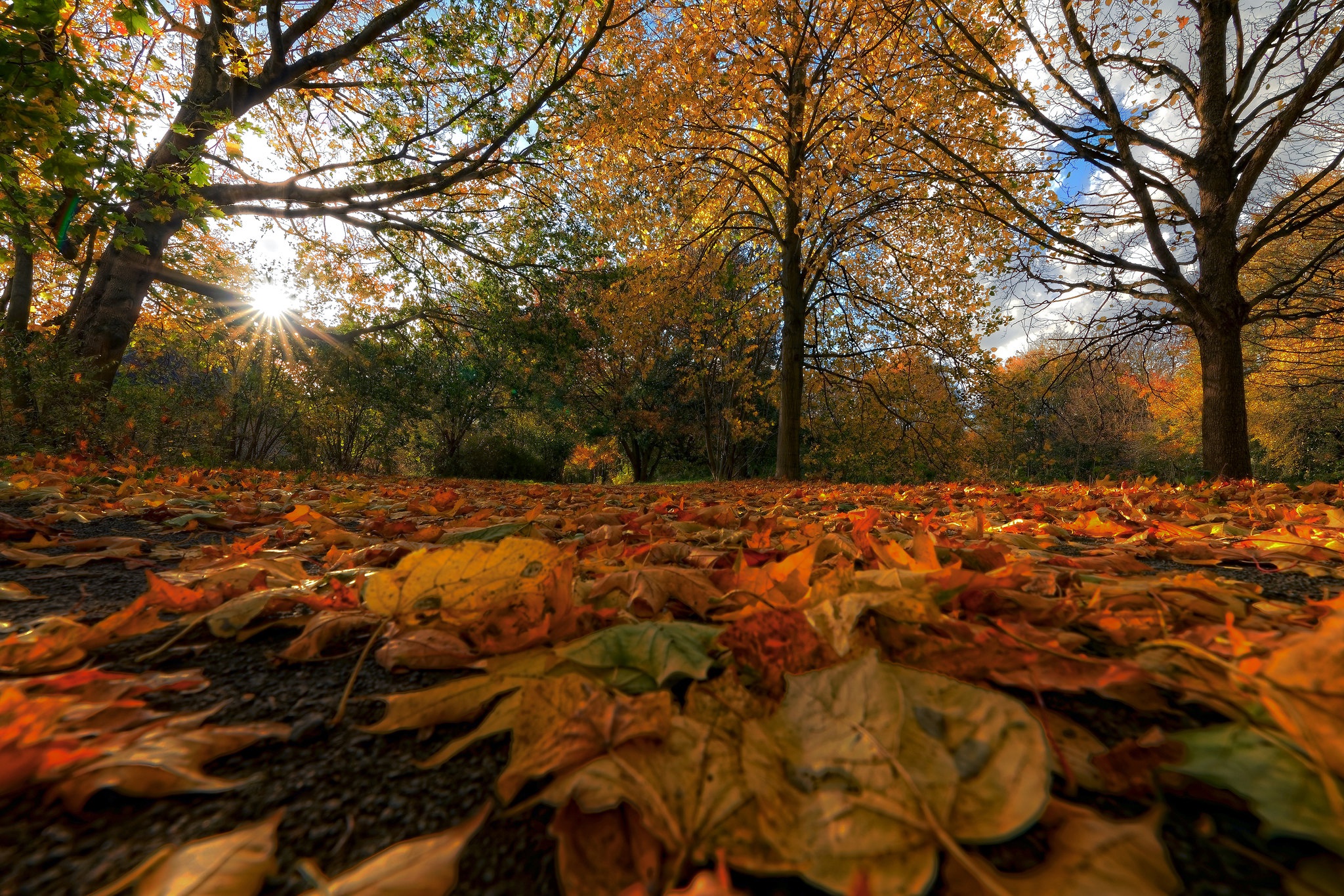 Download mobile wallpaper Tree, Leaf, Fall, Earth, Germany, Sunbeam for free.