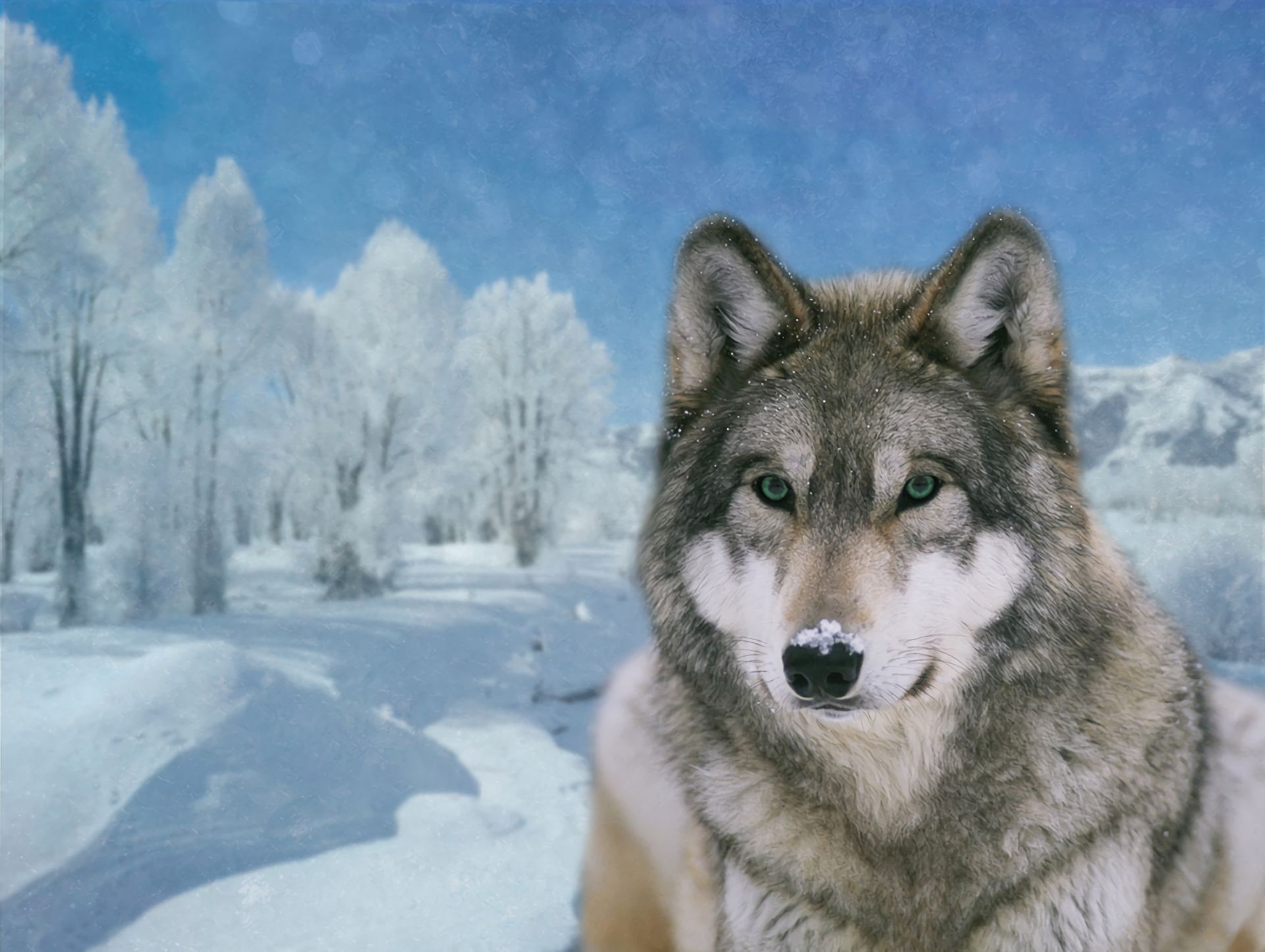 Download mobile wallpaper Winter, Snow, Tree, Close Up, Wolf, Animal, Wolves for free.