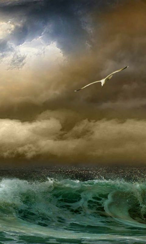Download mobile wallpaper Sky, Sea, Ocean, Earth, Seagull, Cloud, Wave for free.