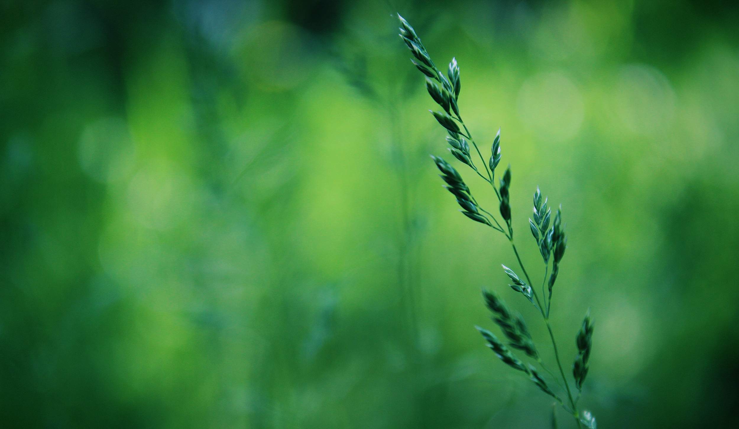 Download mobile wallpaper Macro, Grass, Greens, Spring for free.