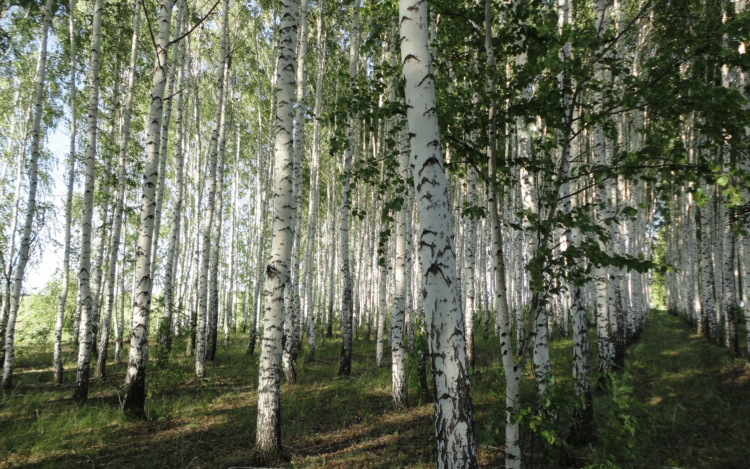 Téléchargez des papiers peints mobile Forêt, Terre/nature gratuitement.