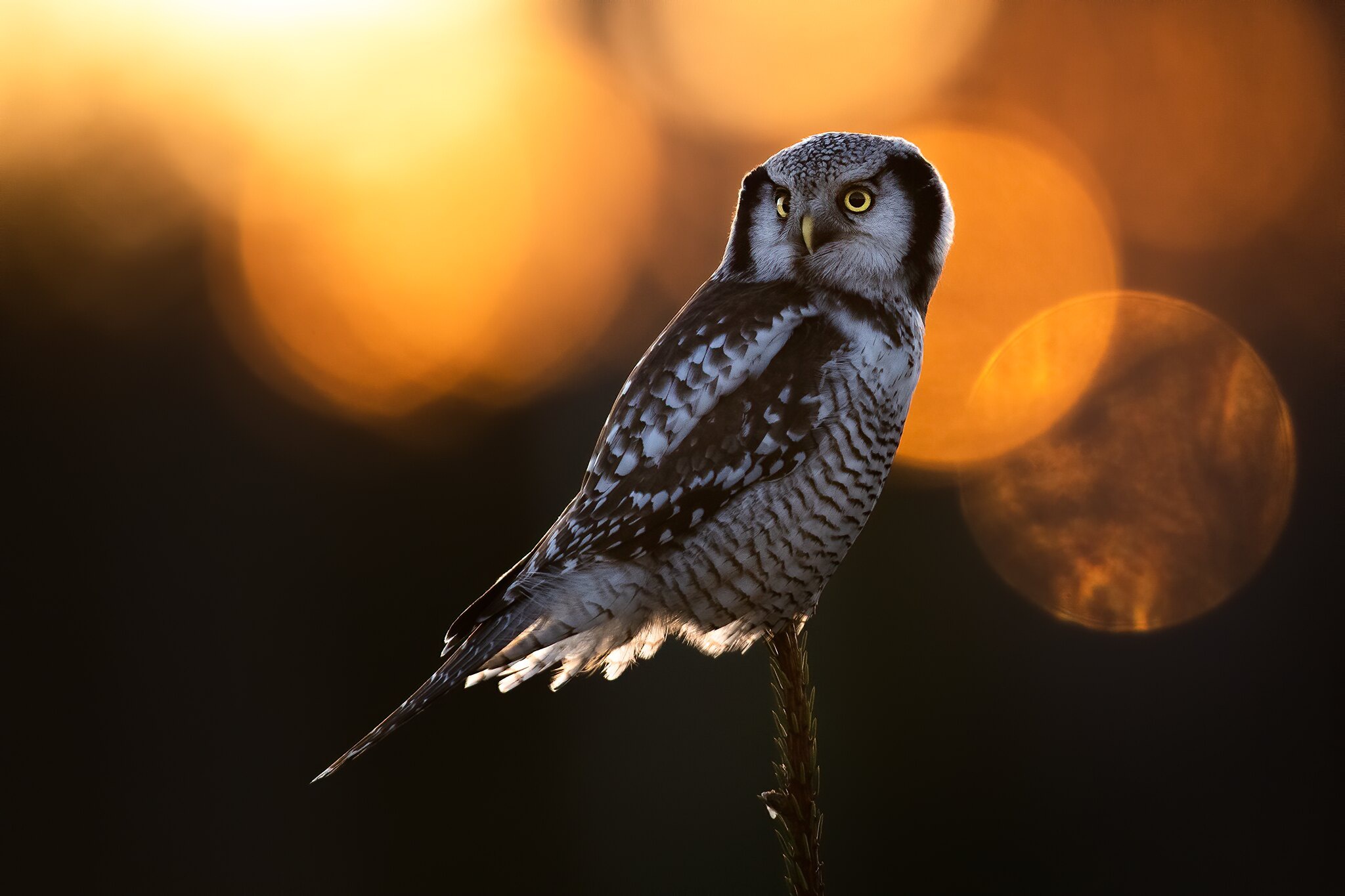 Download mobile wallpaper Birds, Owl, Animal for free.