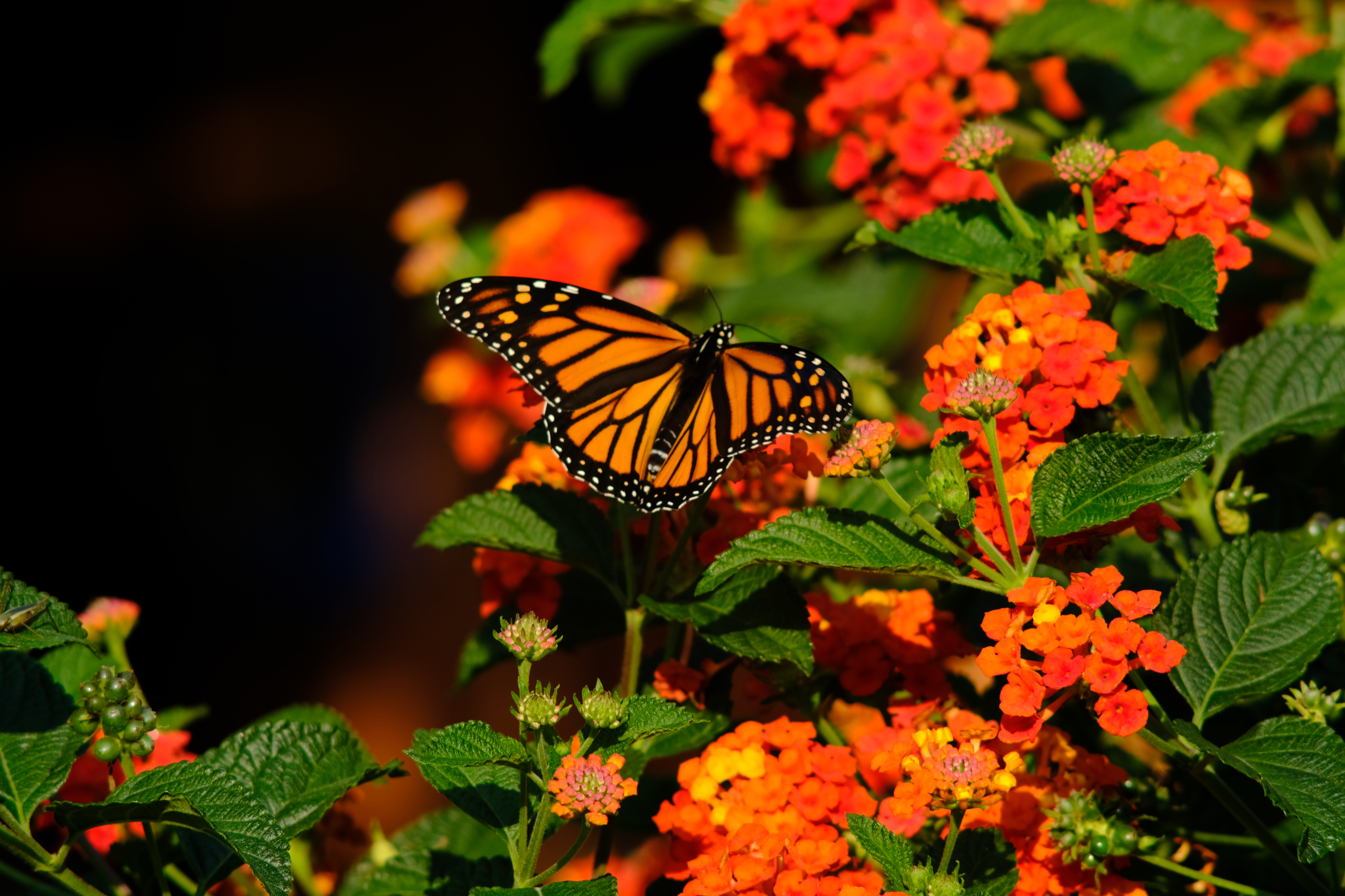146348 télécharger l'image papillon, animaux, fleurs, ailes, aile, papillon monarque, monarque papillon - fonds d'écran et économiseurs d'écran gratuits