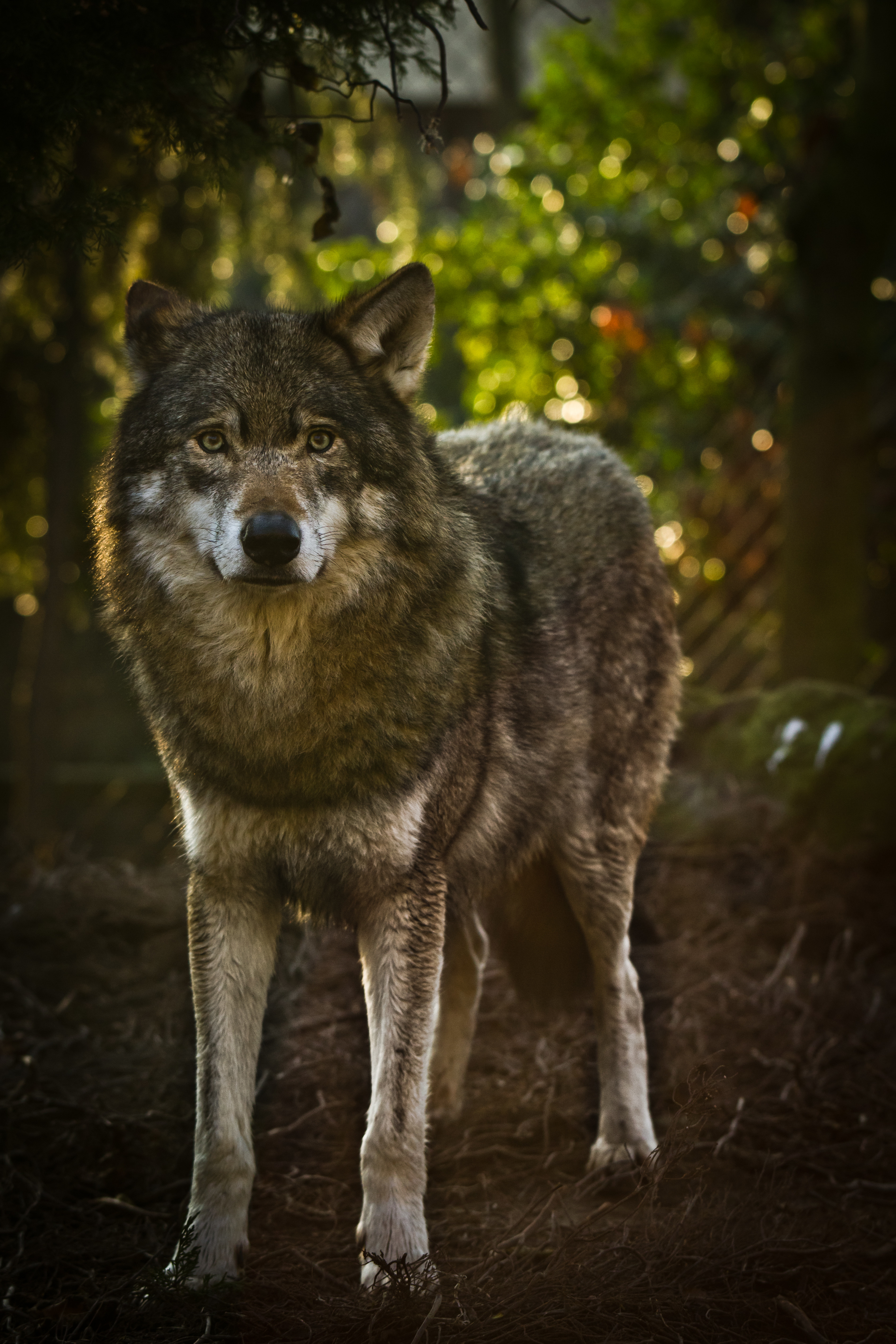 Download mobile wallpaper Animals, Predator, Animal, Grey, Wolf for free.