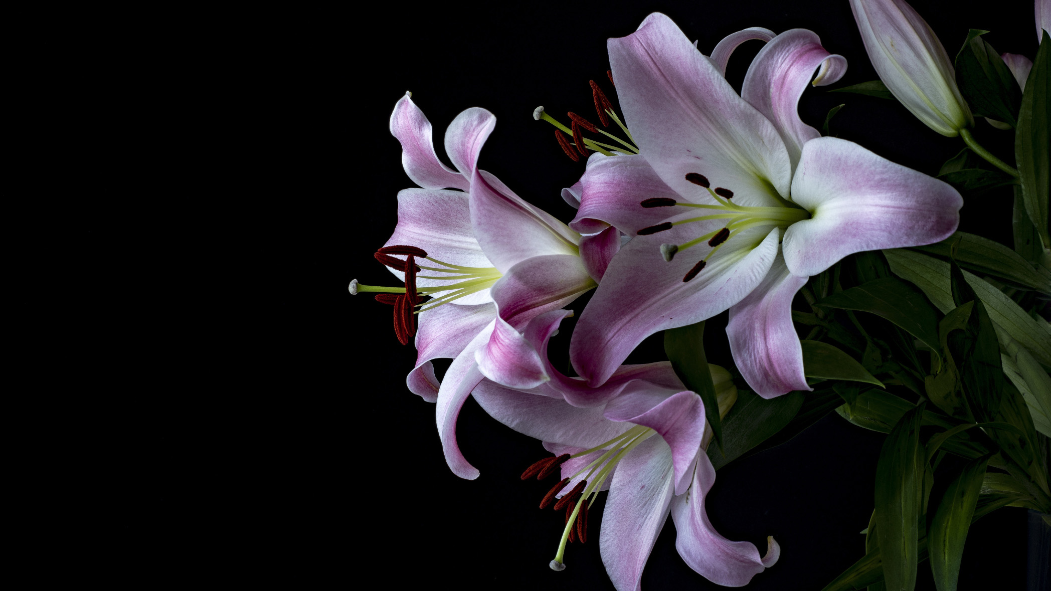 Free download wallpaper Lily, Flowers, Earth on your PC desktop