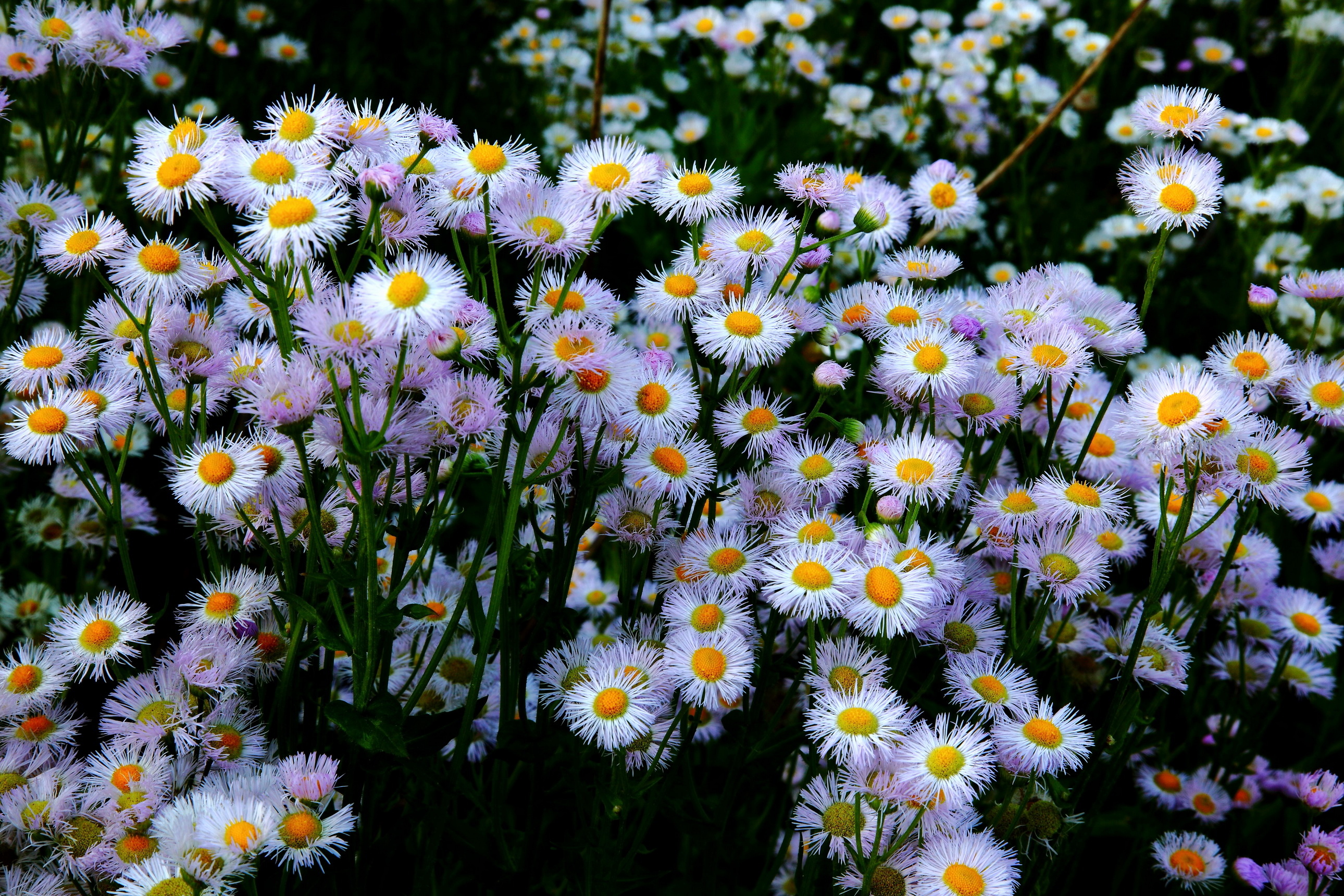 Téléchargez gratuitement l'image Fleurs, Fleur, Terre/nature sur le bureau de votre PC