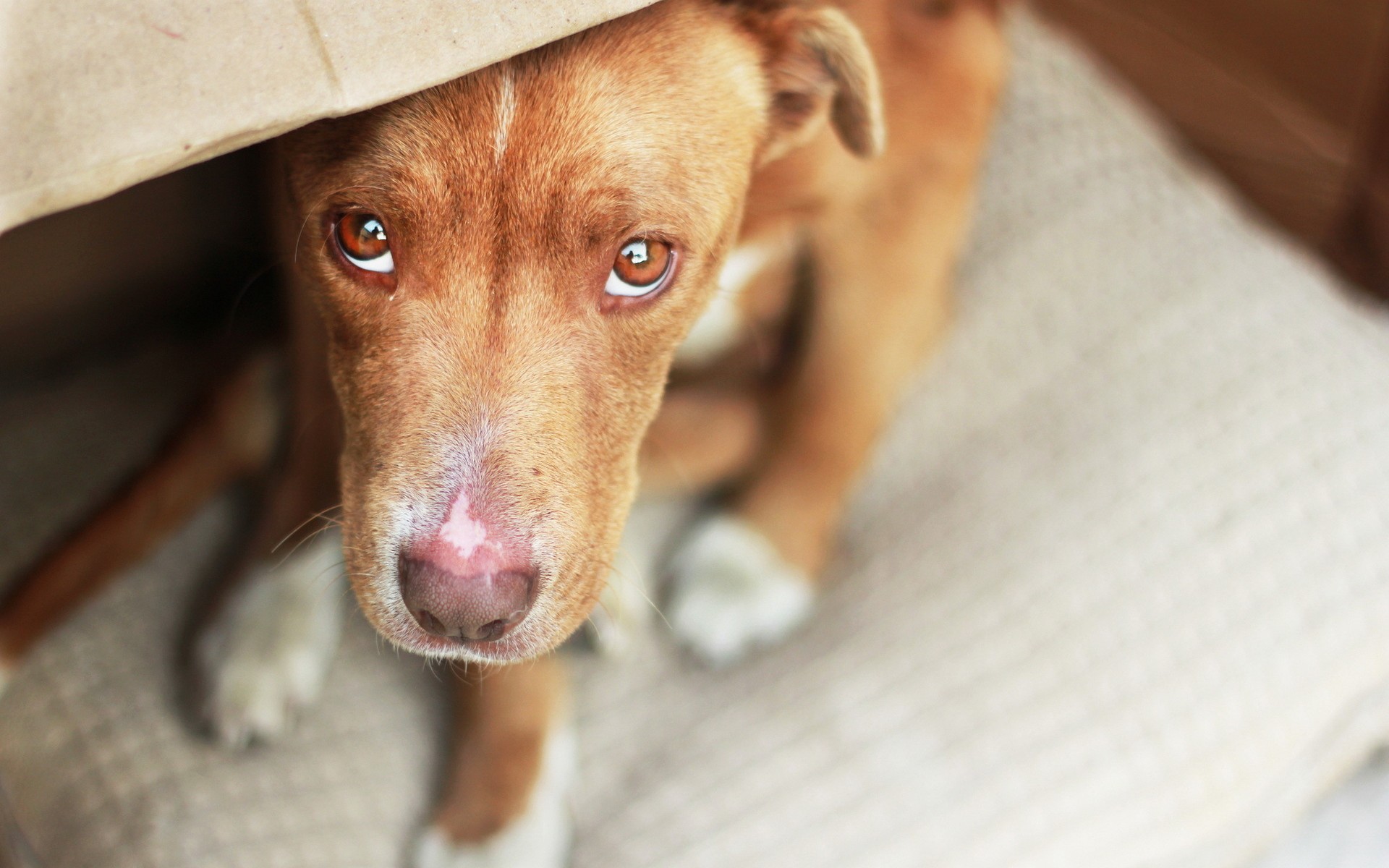 Descarga gratuita de fondo de pantalla para móvil de Animales, Perros, Cachorro.