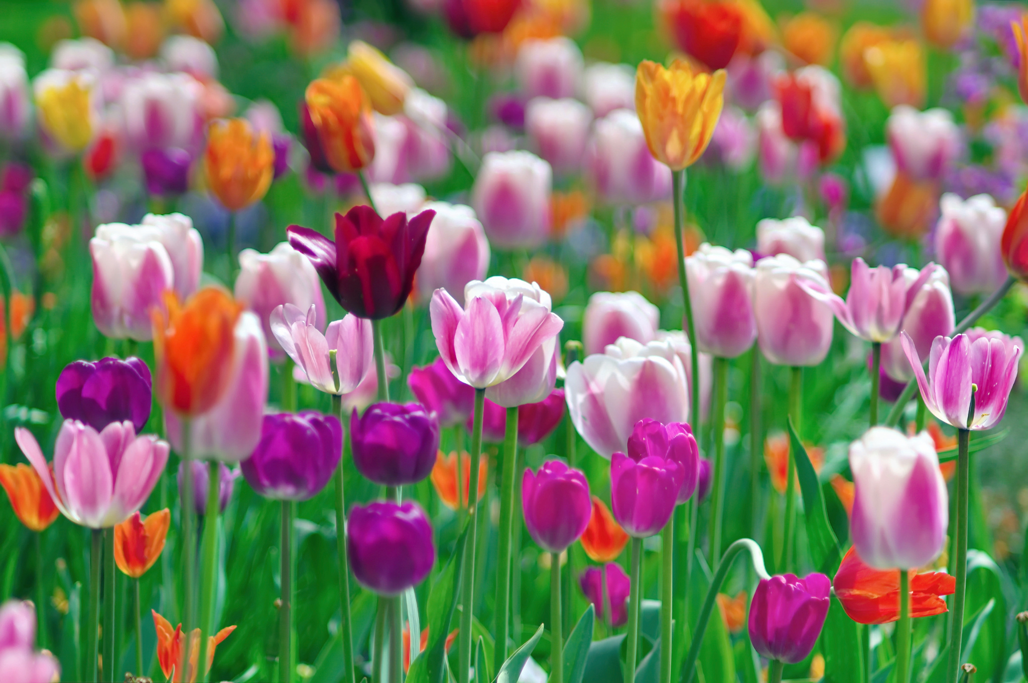 無料モバイル壁紙自然, フラワーズ, チューリップ, 花, 地球, 分野, ピンクの花, オレンジフラワー, 紫色の花をダウンロードします。