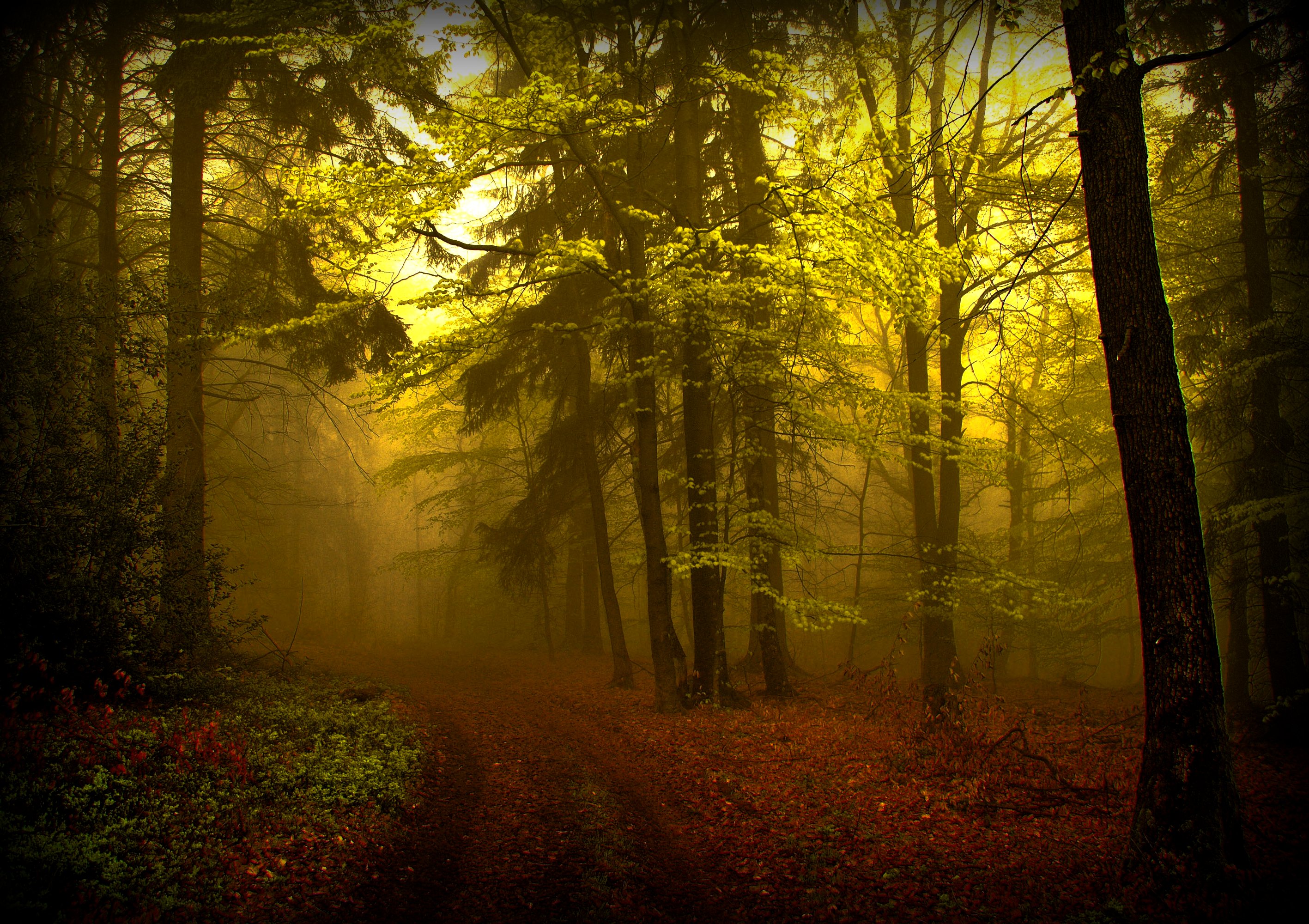 Baixe gratuitamente a imagem Floresta, Terra/natureza na área de trabalho do seu PC