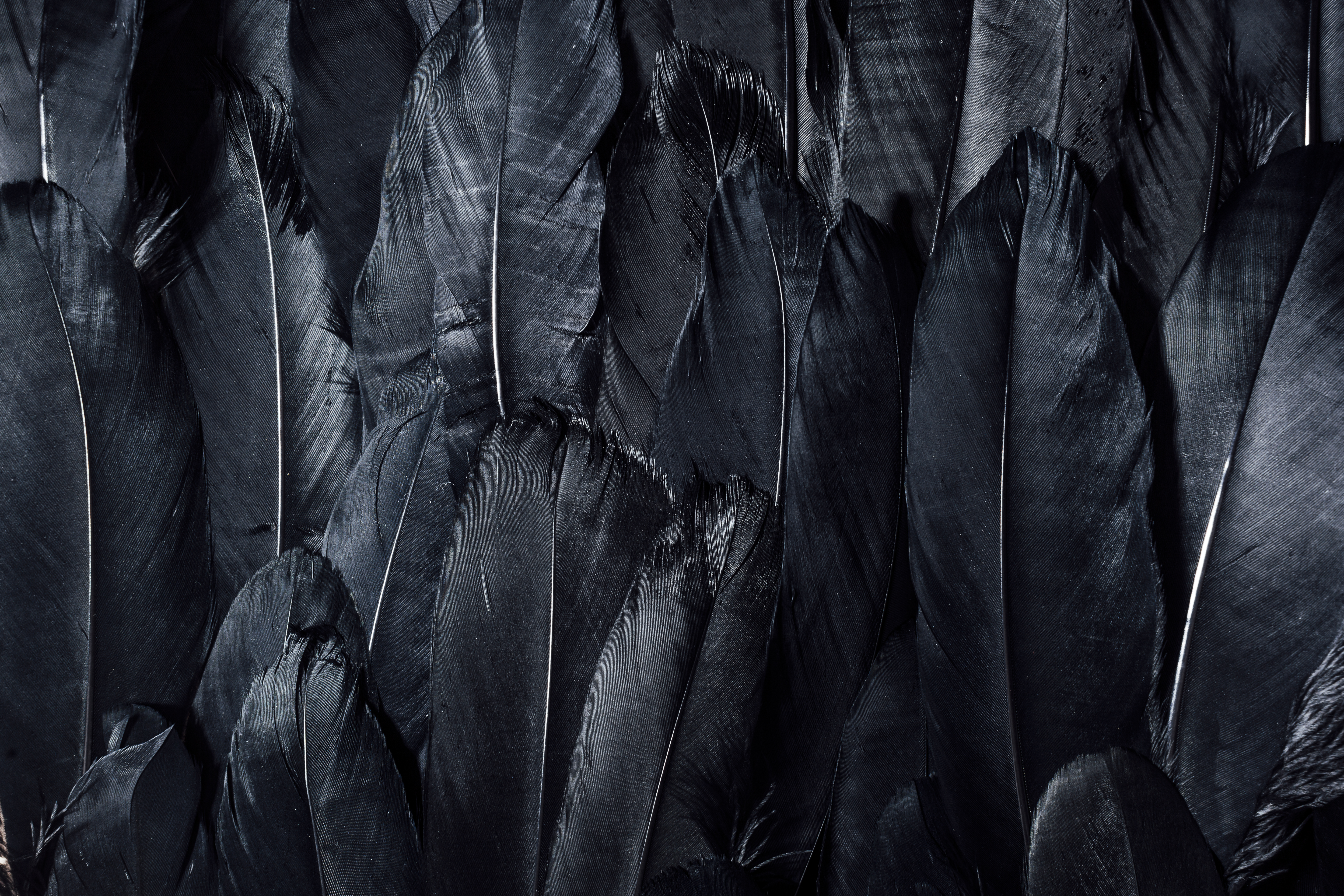 feather, dark, black Full HD