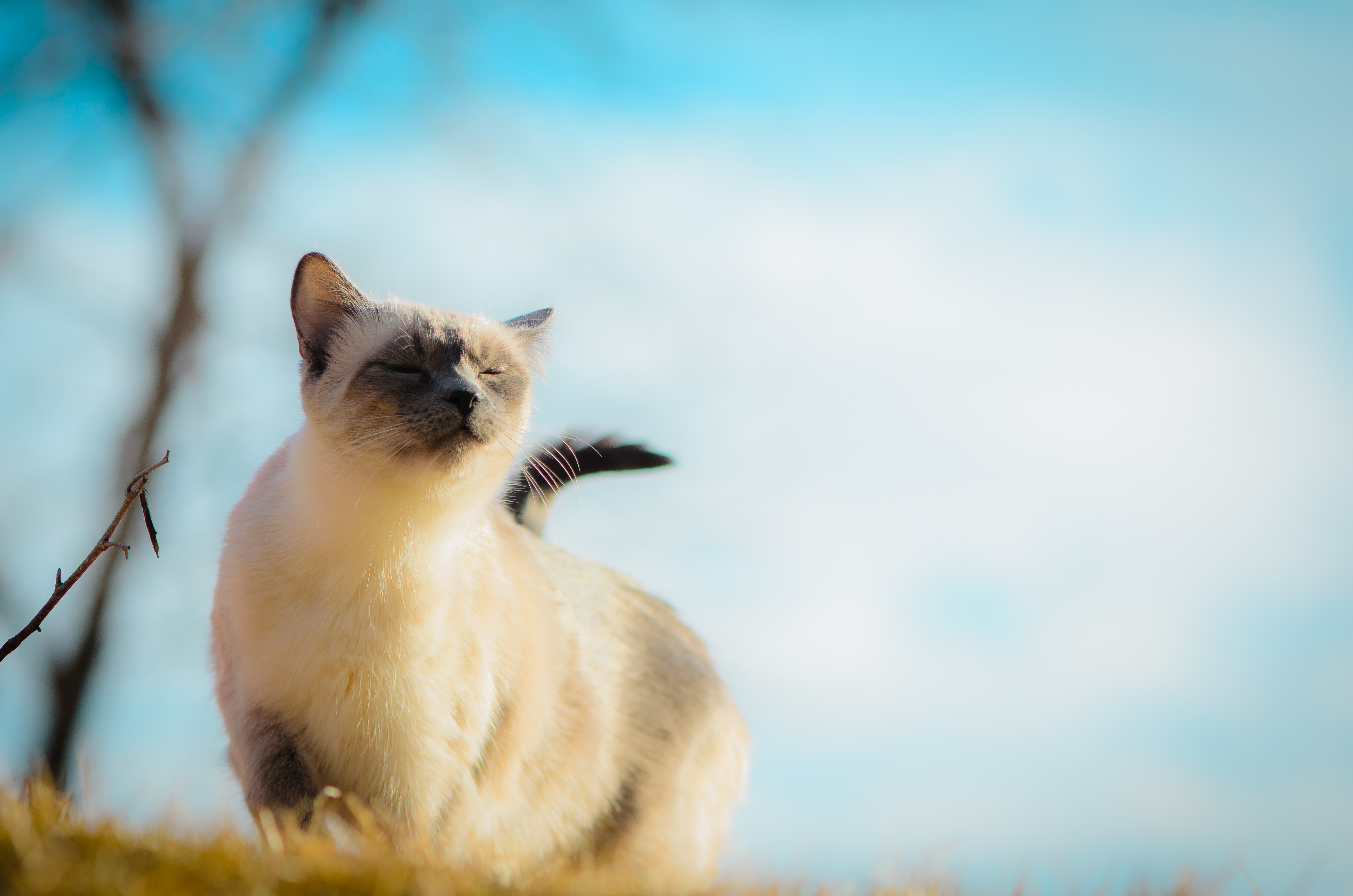 Laden Sie das Tiere, Katzen, Katze-Bild kostenlos auf Ihren PC-Desktop herunter