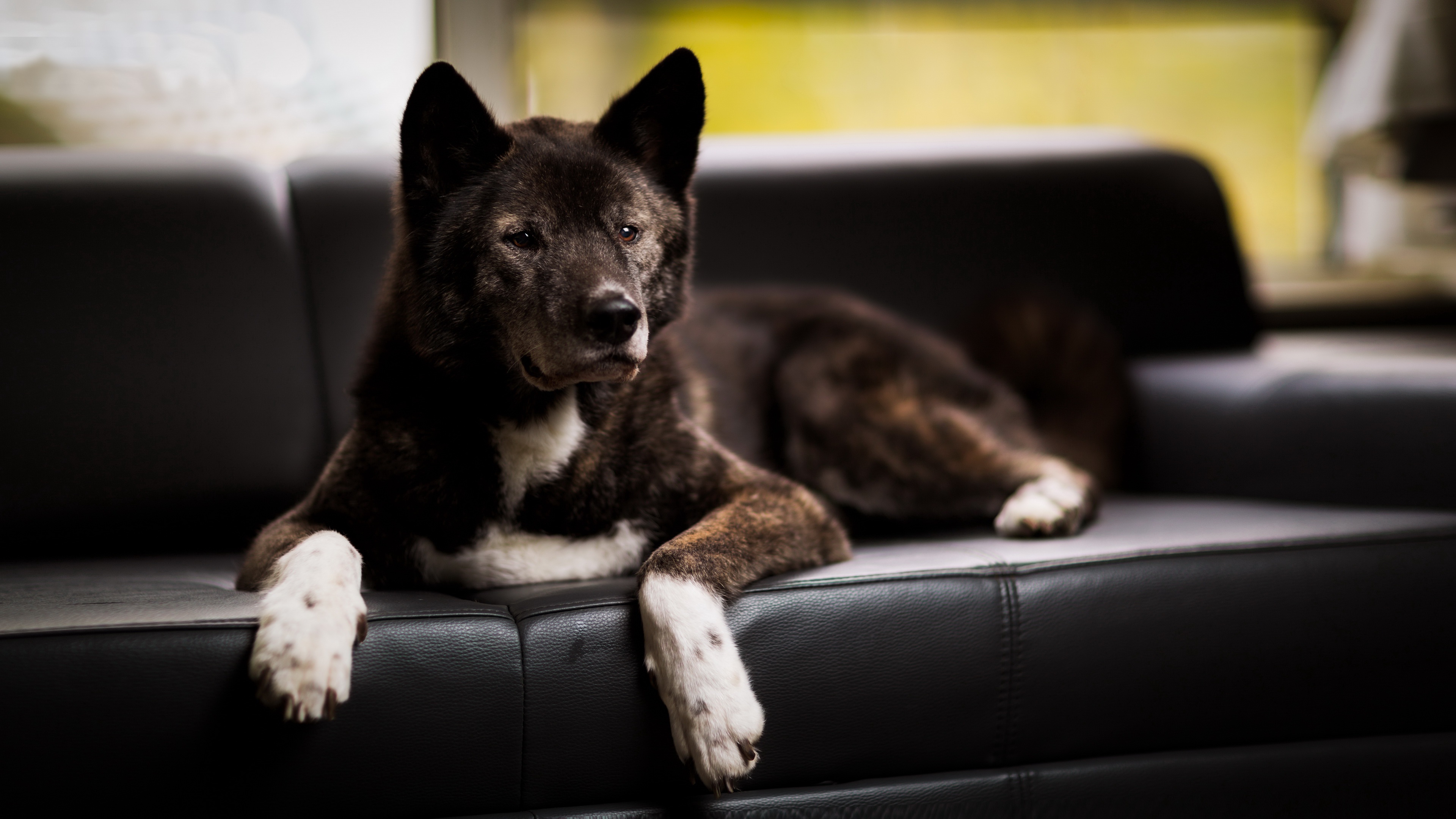 Baixar papel de parede para celular de Animais, Cães, Cão gratuito.