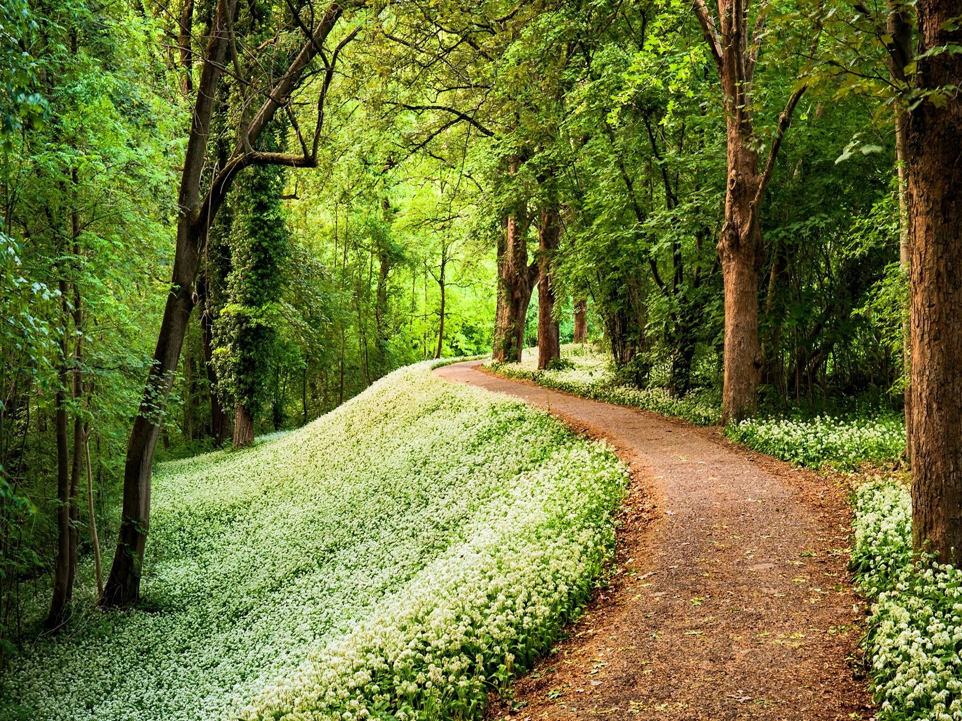Free download wallpaper Nature, Flower, Forest, Tree, Earth, Path on your PC desktop