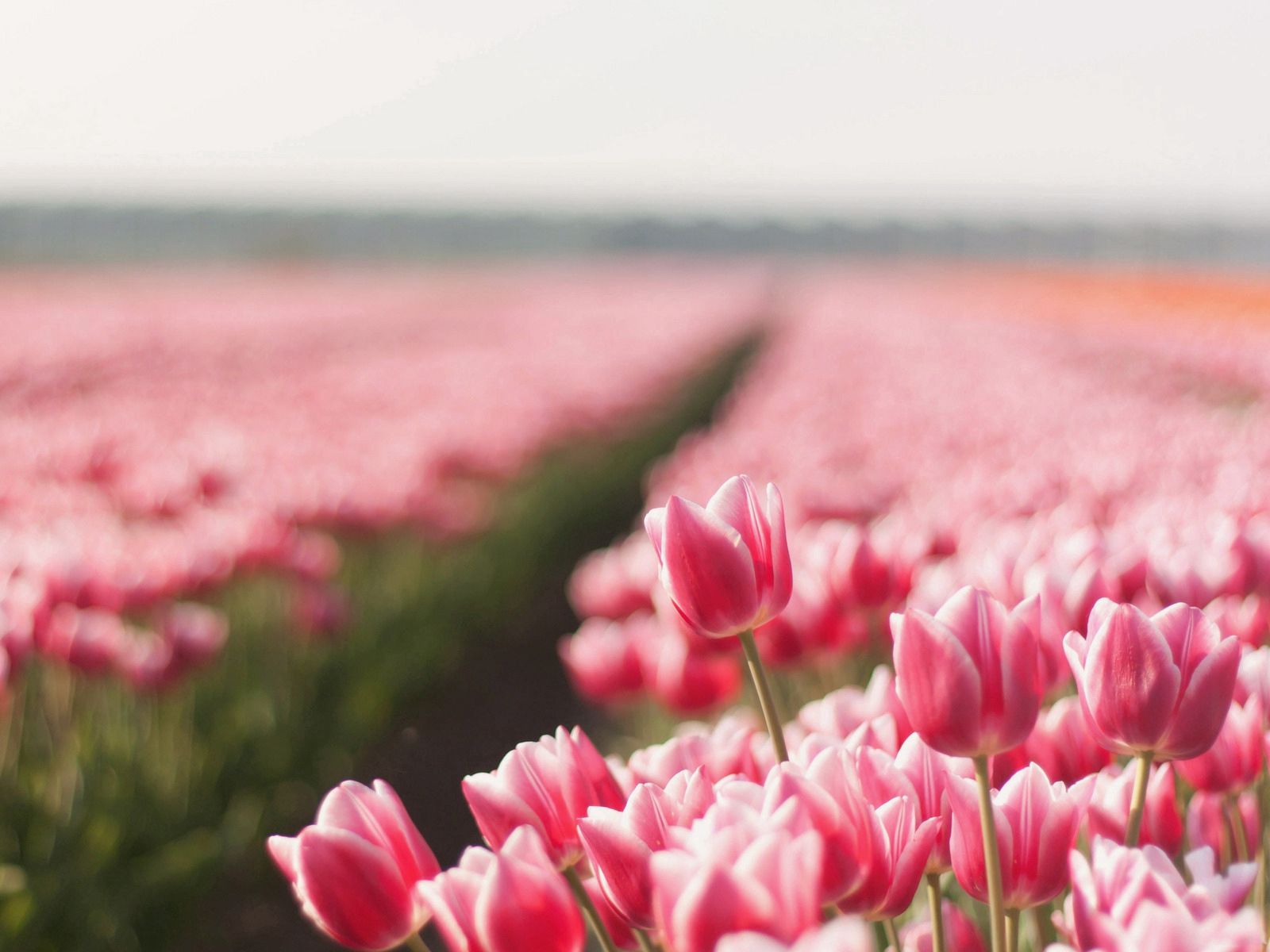 spring, flowers, tulips, field, sharpness
