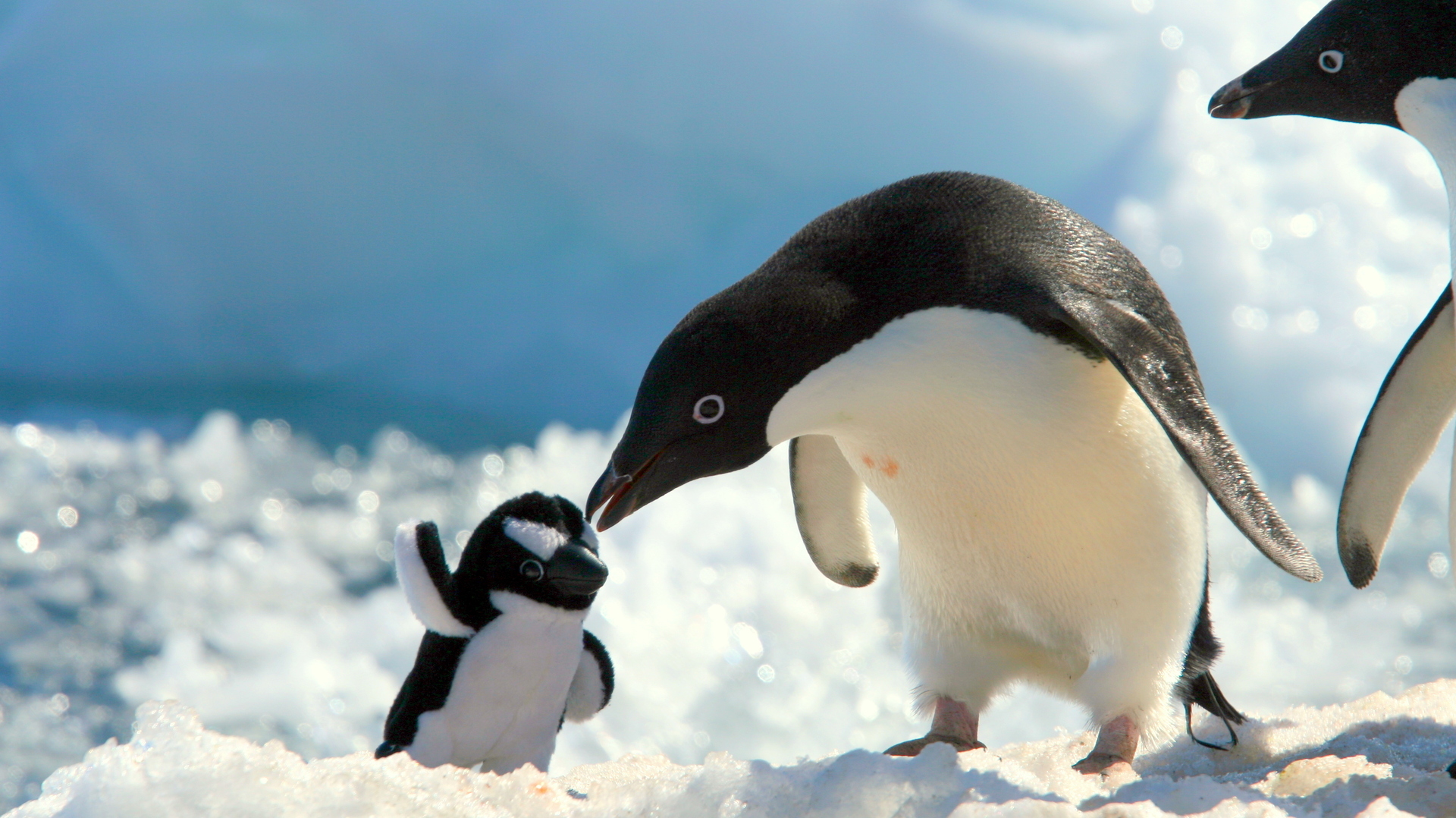 Descarga gratuita de fondo de pantalla para móvil de Animales, Pingüino.