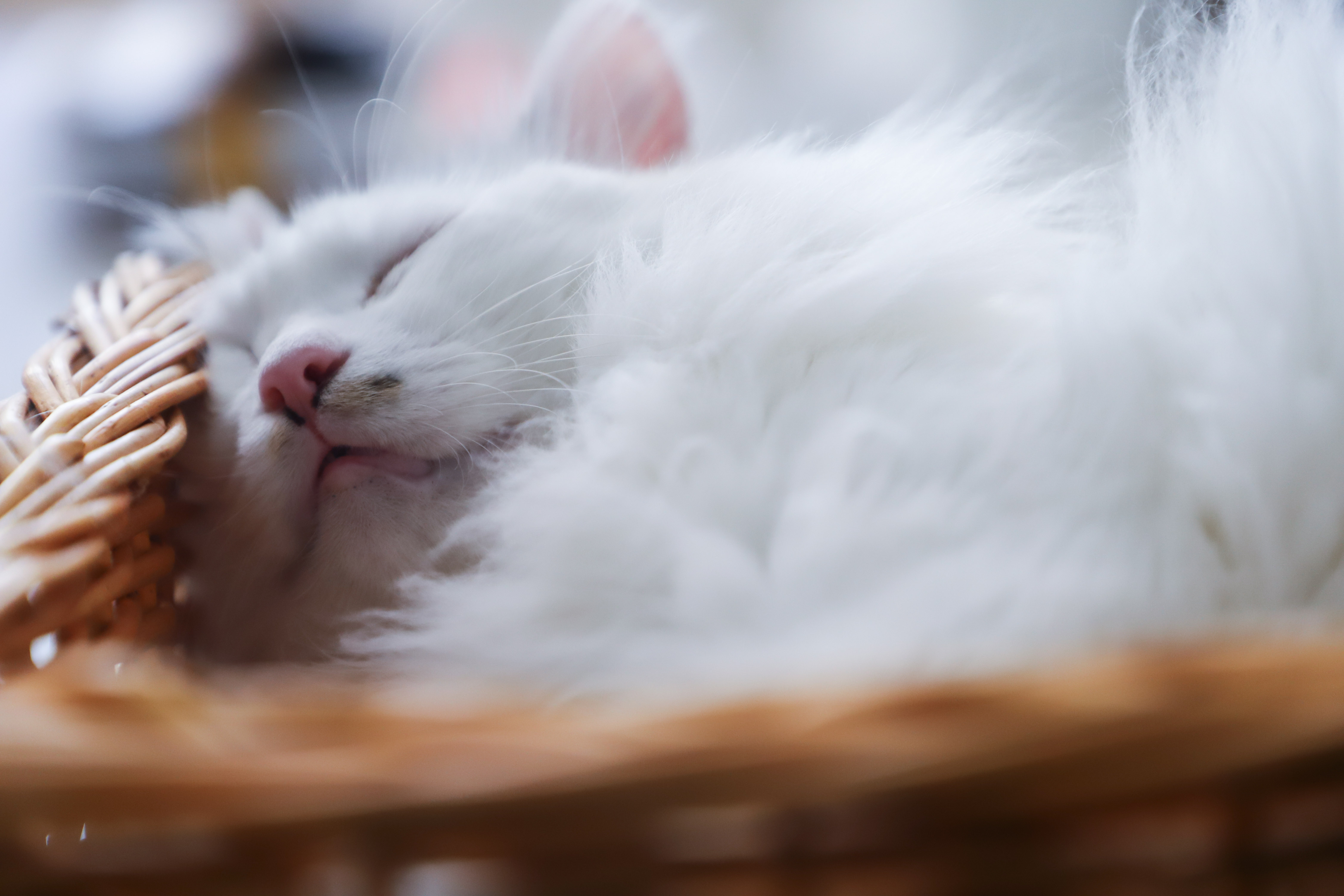 Завантажити шпалери безкоштовно Кішка, Тварина, Коти, Спить картинка на робочий стіл ПК