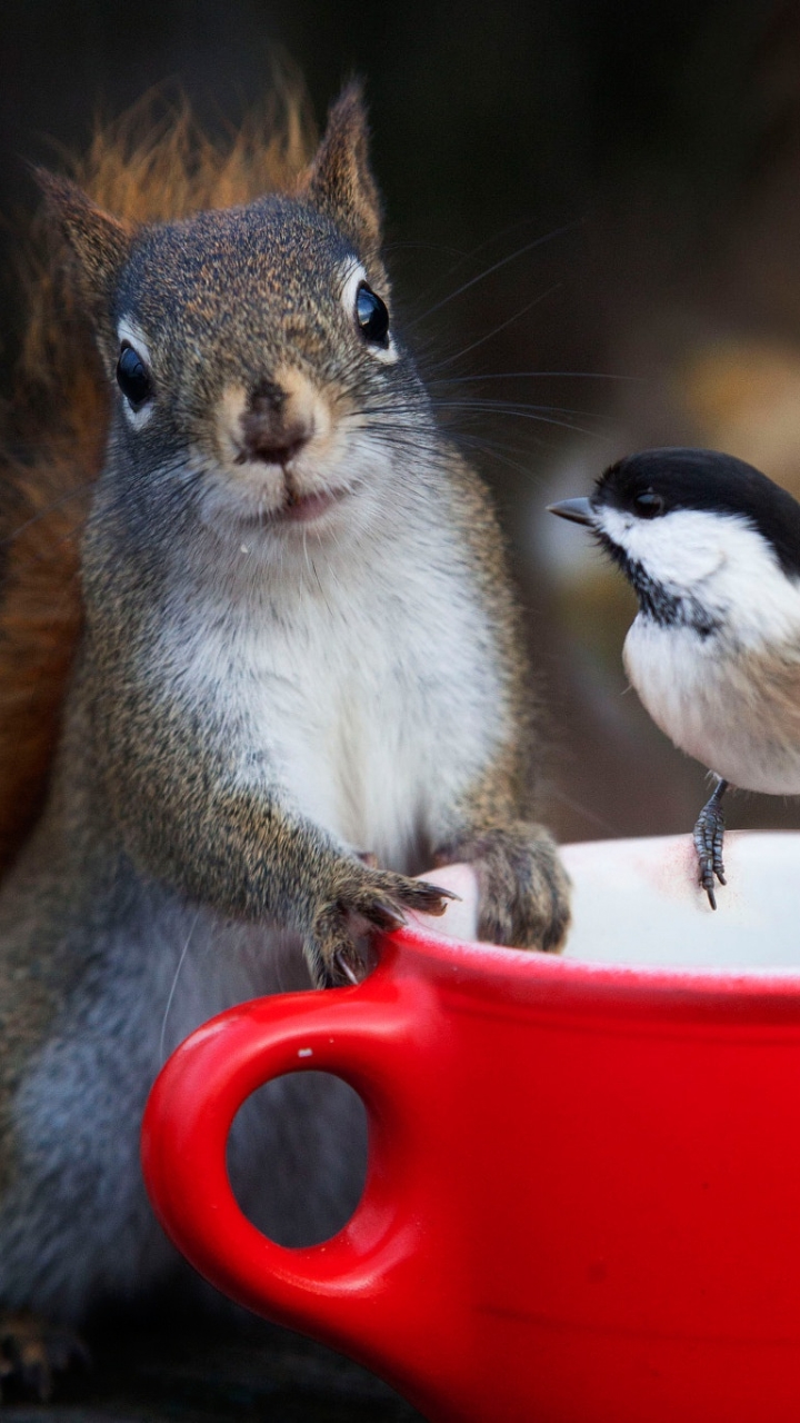 Download mobile wallpaper Squirrel, Bird, Cup, Animal, Rodent, Chickadee for free.