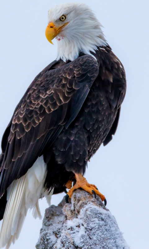 Descarga gratuita de fondo de pantalla para móvil de Animales, Águila Calva, Aves.