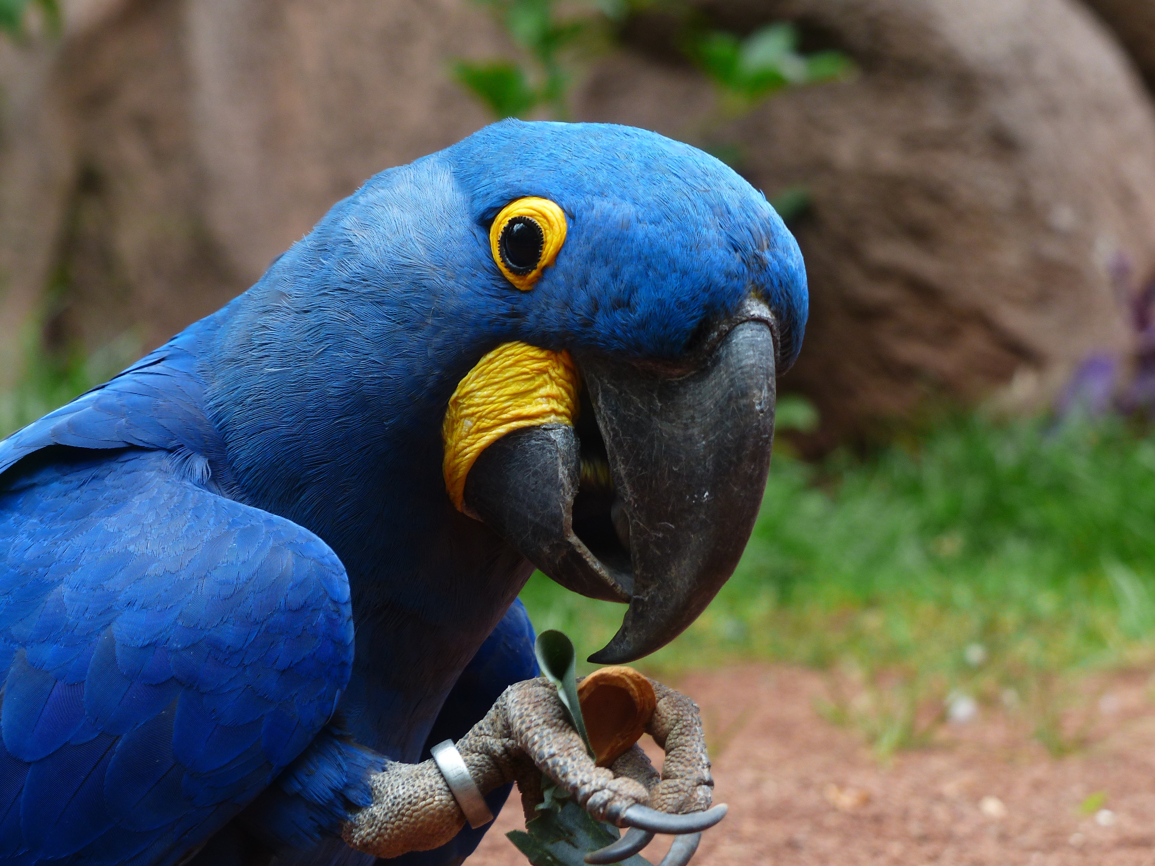 android macaw, parrots, animals, bird, beak