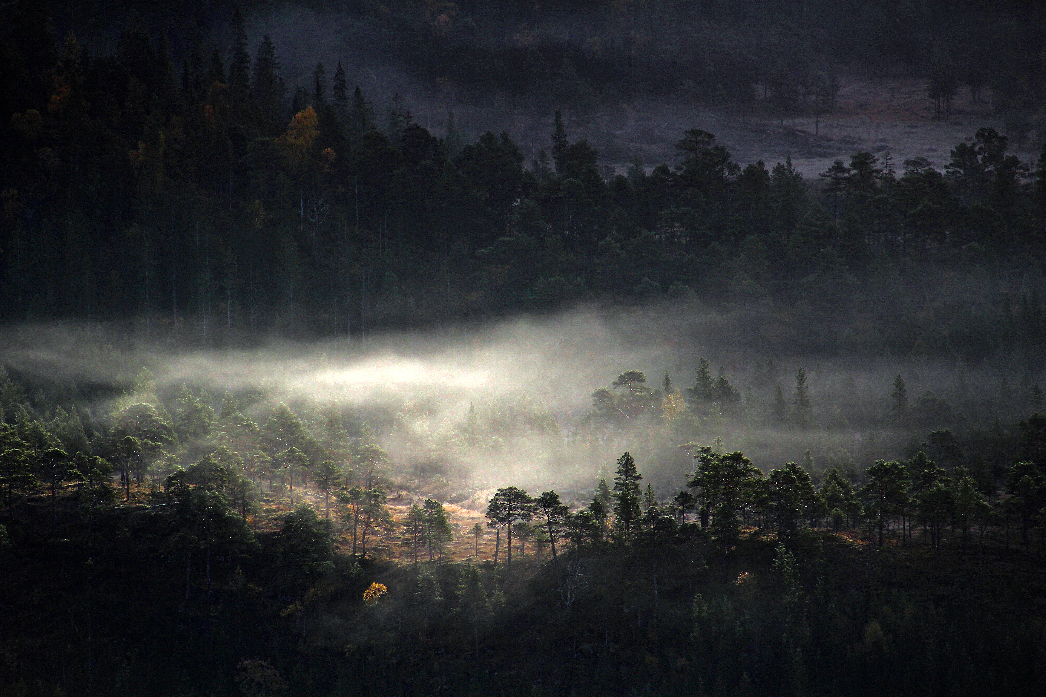 Handy-Wallpaper Landschaft, Natur, Dunkel, Wald, Nebel, Erde/natur kostenlos herunterladen.