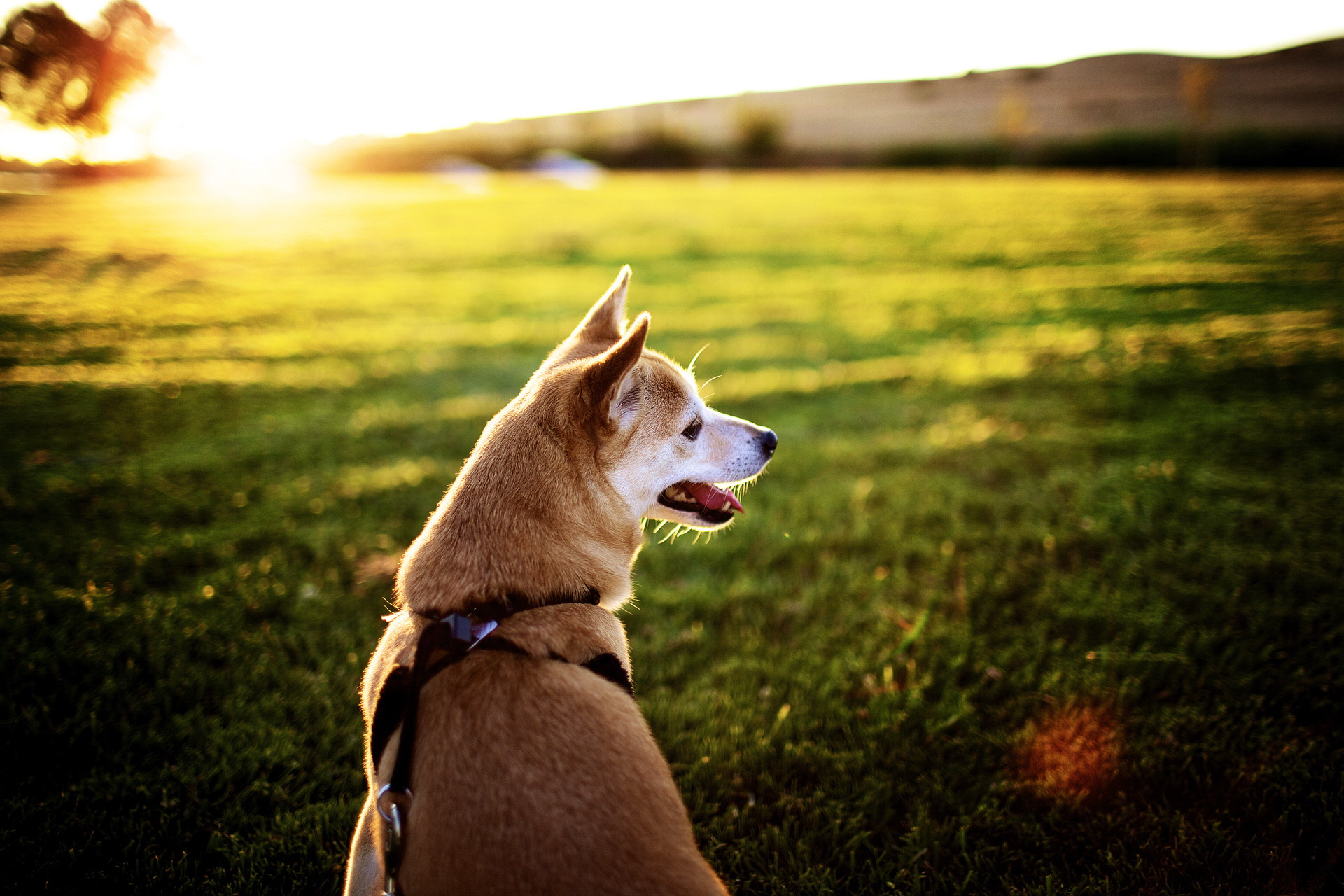 Handy-Wallpaper Tiere, Hund kostenlos herunterladen.