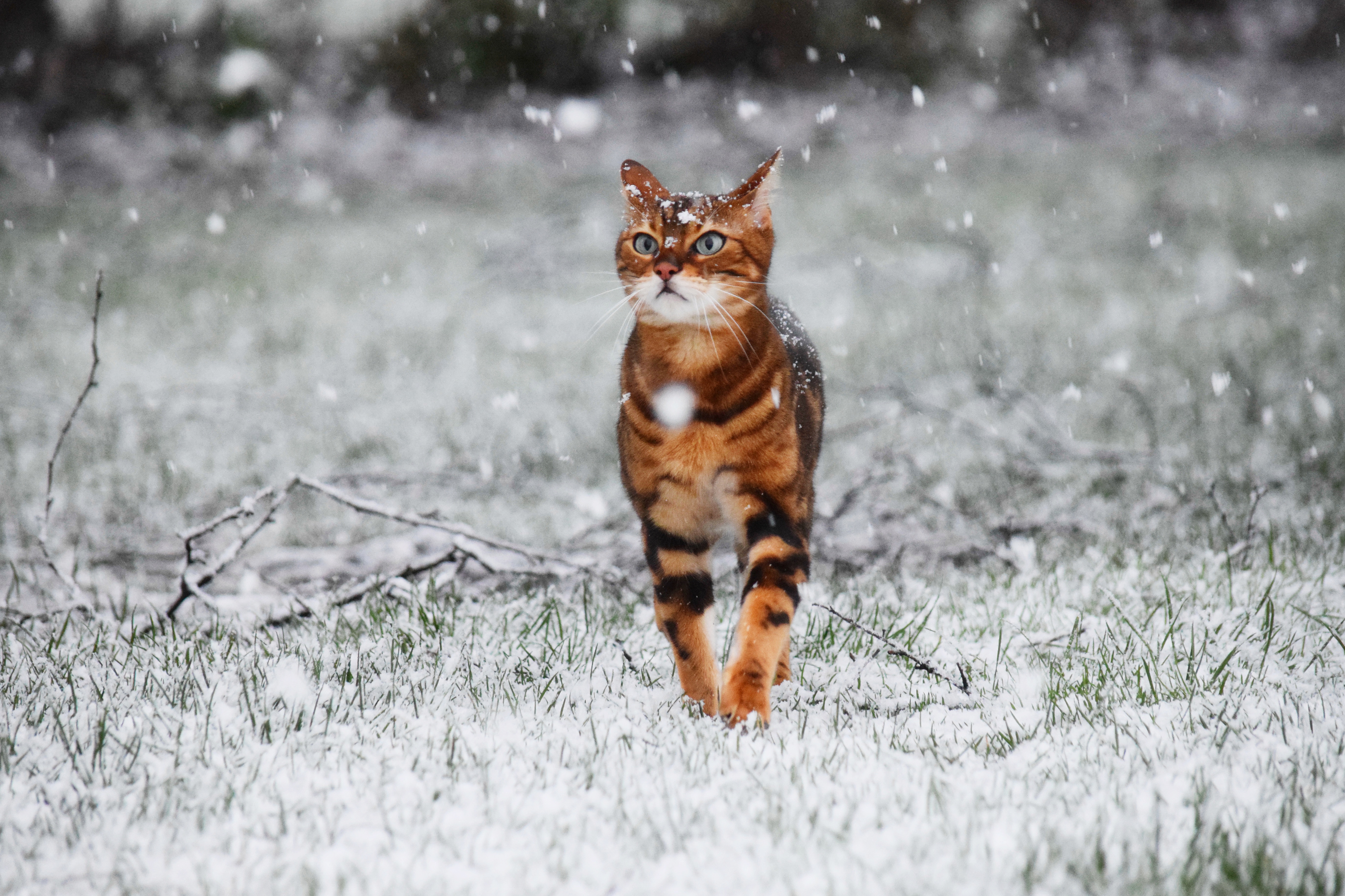 Laden Sie das Tiere, Winter, Katzen, Schnee, Katze, Schneefall-Bild kostenlos auf Ihren PC-Desktop herunter