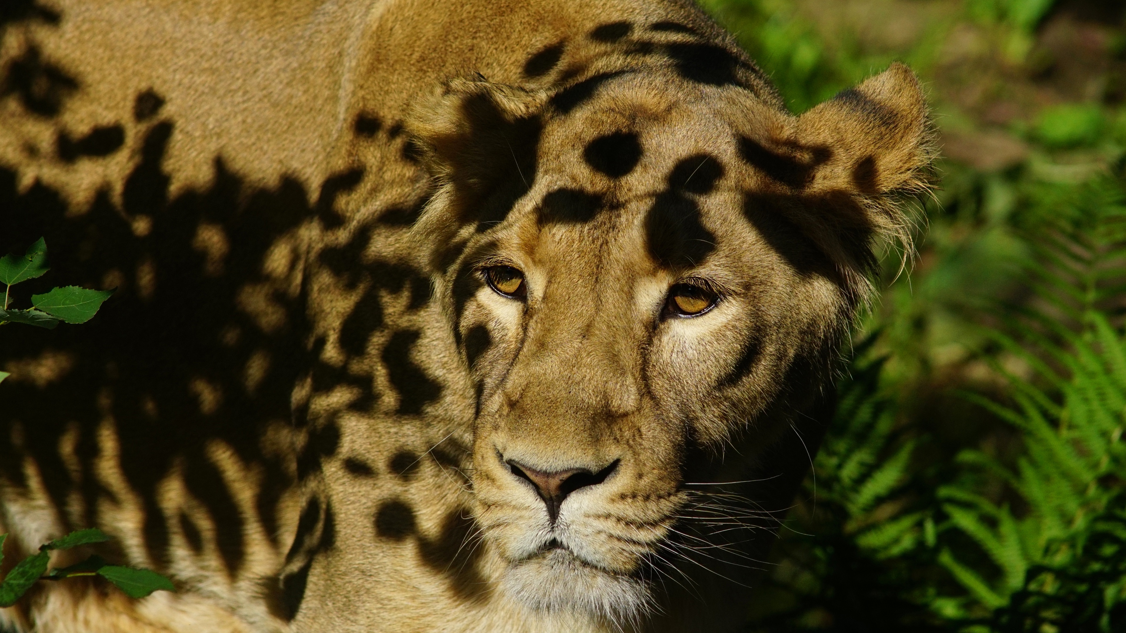 Téléchargez des papiers peints mobile Animaux, Chats, Lion gratuitement.