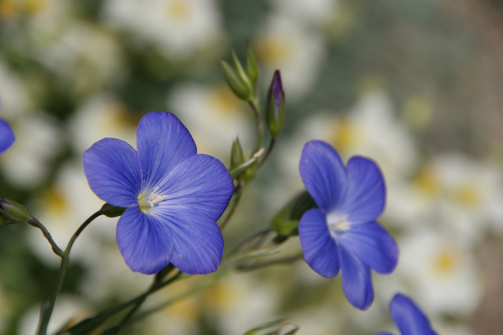 Descarga gratuita de fondo de pantalla para móvil de Flores, Flor, Tierra/naturaleza.