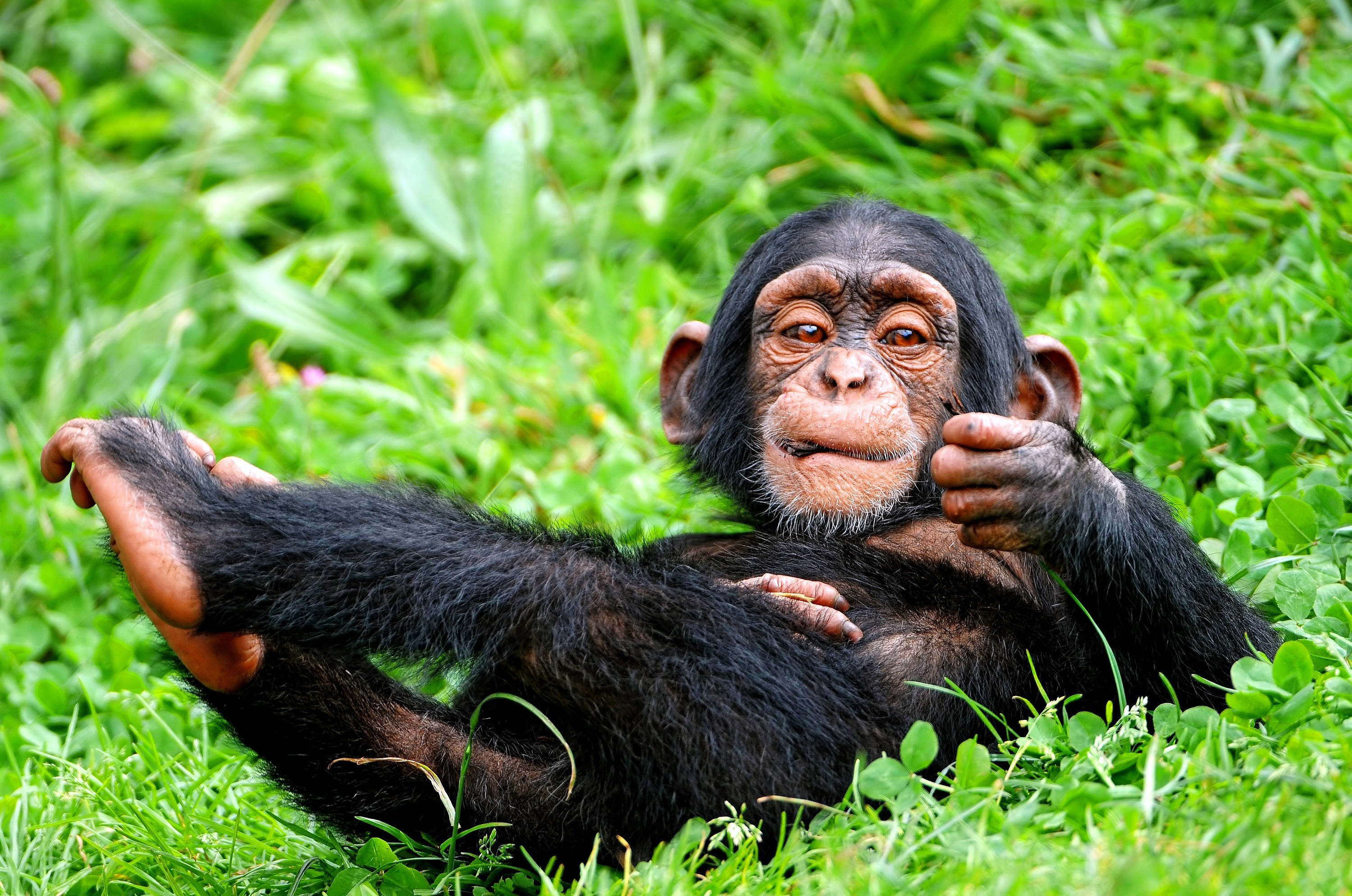 1459086 télécharger l'image animaux, chimpanzé - fonds d'écran et économiseurs d'écran gratuits