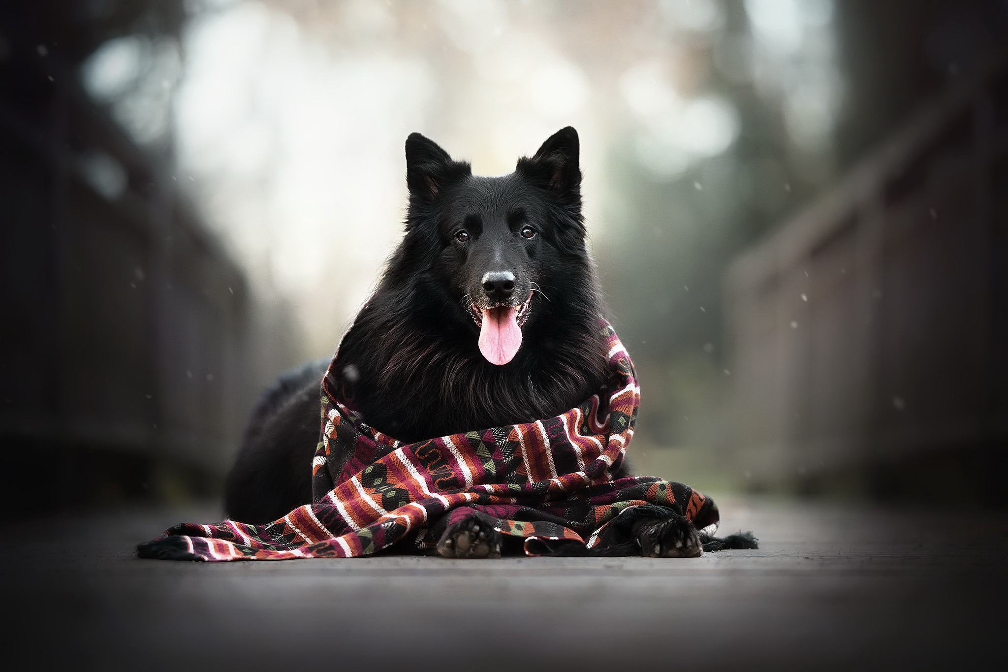 Download mobile wallpaper Dogs, Dog, Animal, Scarf, Depth Of Field for free.