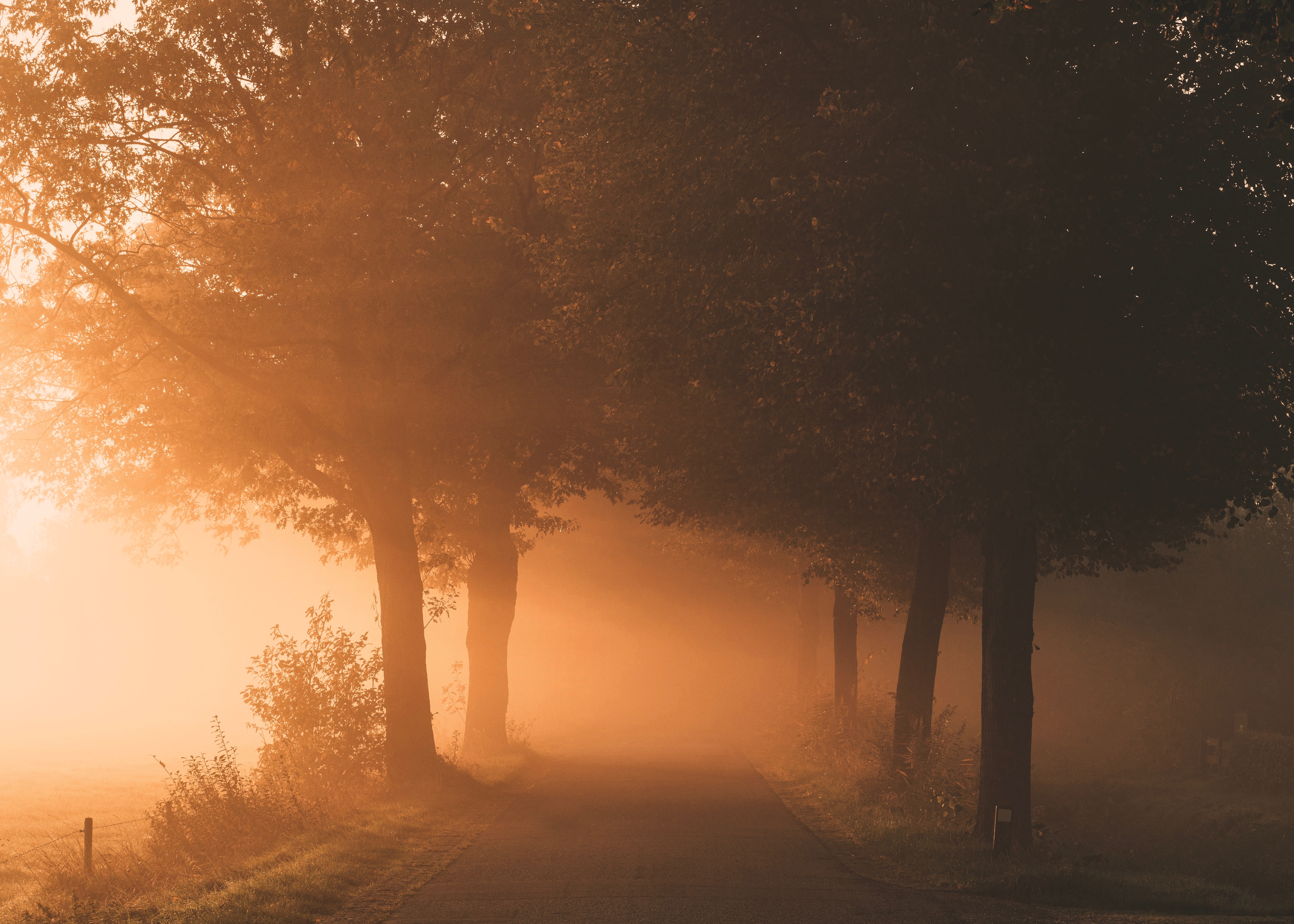 Download mobile wallpaper Path, Fog, Trees, Nature, Light, Shine for free.