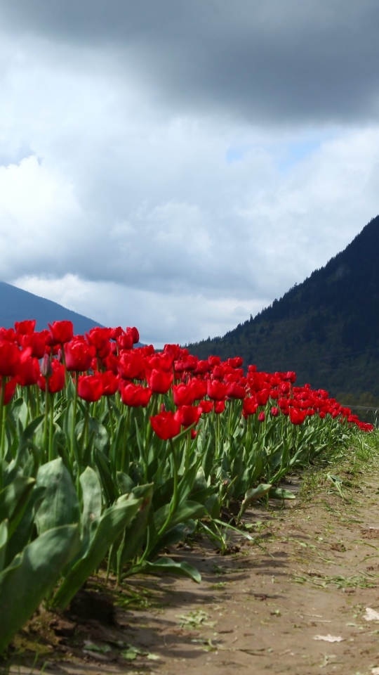 Téléchargez des papiers peints mobile Fleurs, Tulipe, Terre/nature gratuitement.