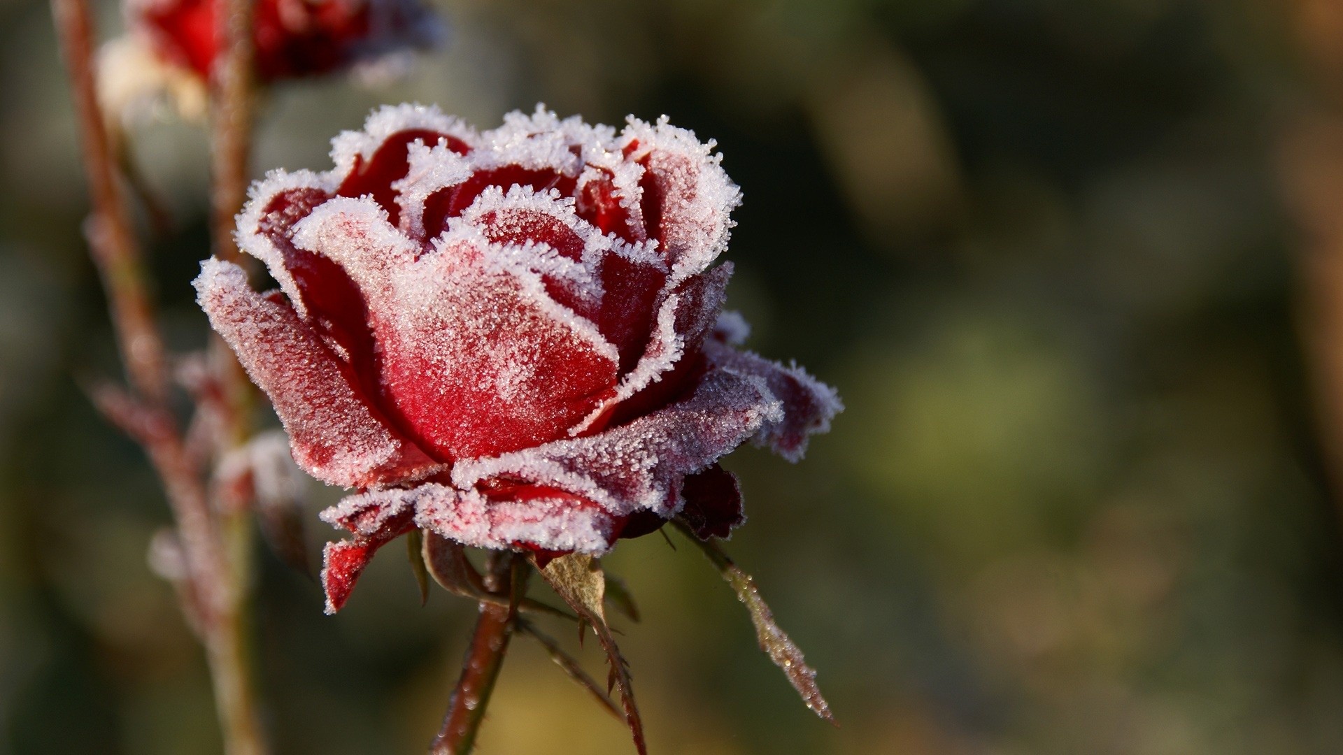 Download mobile wallpaper Frost, Flowers, Flower, Rose, Earth for free.
