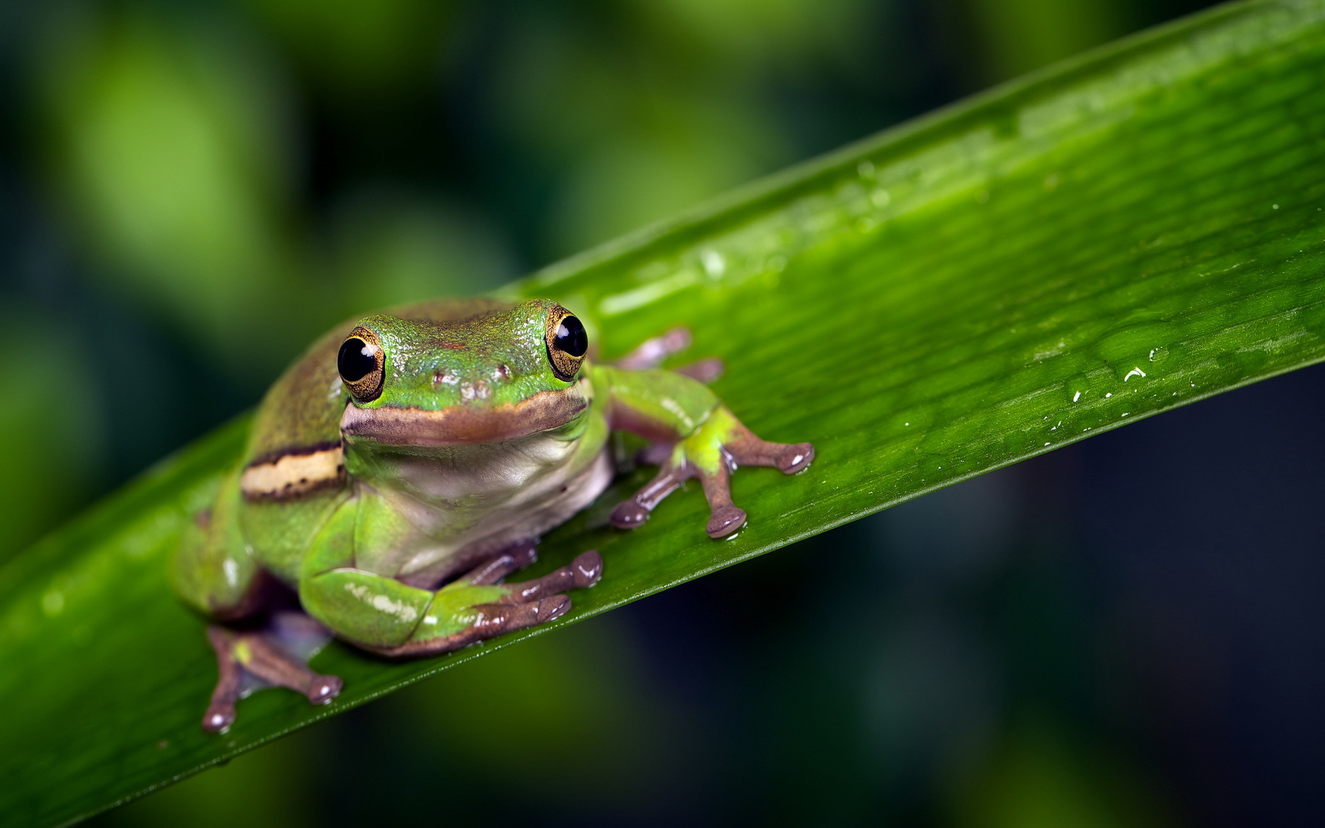 Free download wallpaper Frogs, Close Up, Leaf, Animal, Frog, Amphibian on your PC desktop