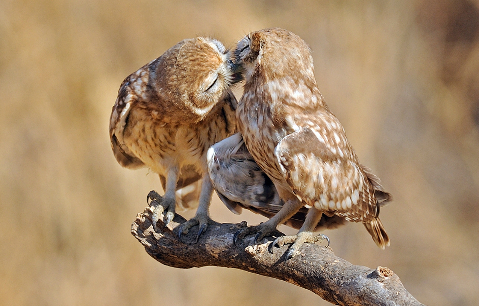 Download mobile wallpaper Owl, Birds, Animal for free.