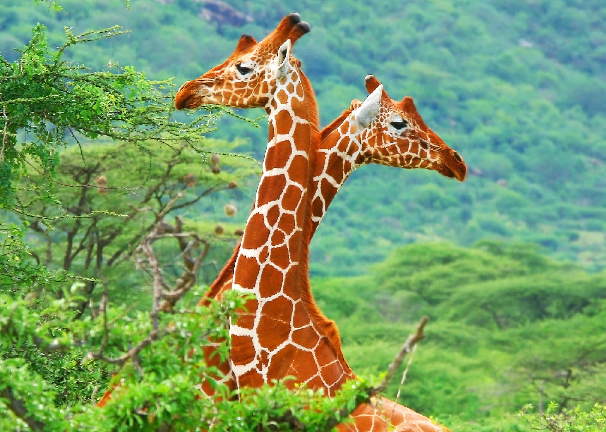 589418 descargar fondo de pantalla animales, jirafa: protectores de pantalla e imágenes gratis