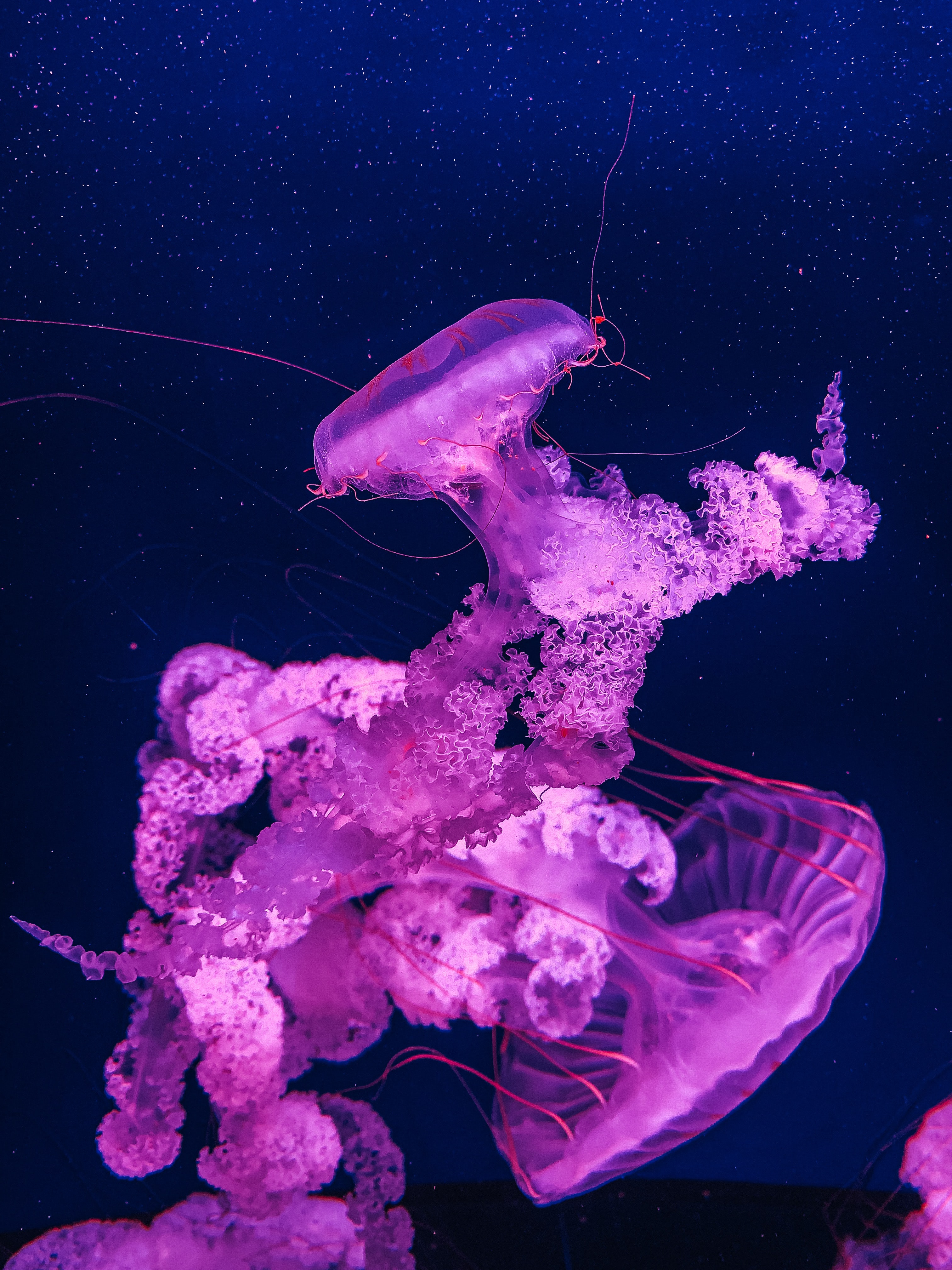 122819 завантажити картинку тварини, вода, медузи, фіолетовий, макро, макрос, під водою, підводний - шпалери і заставки безкоштовно