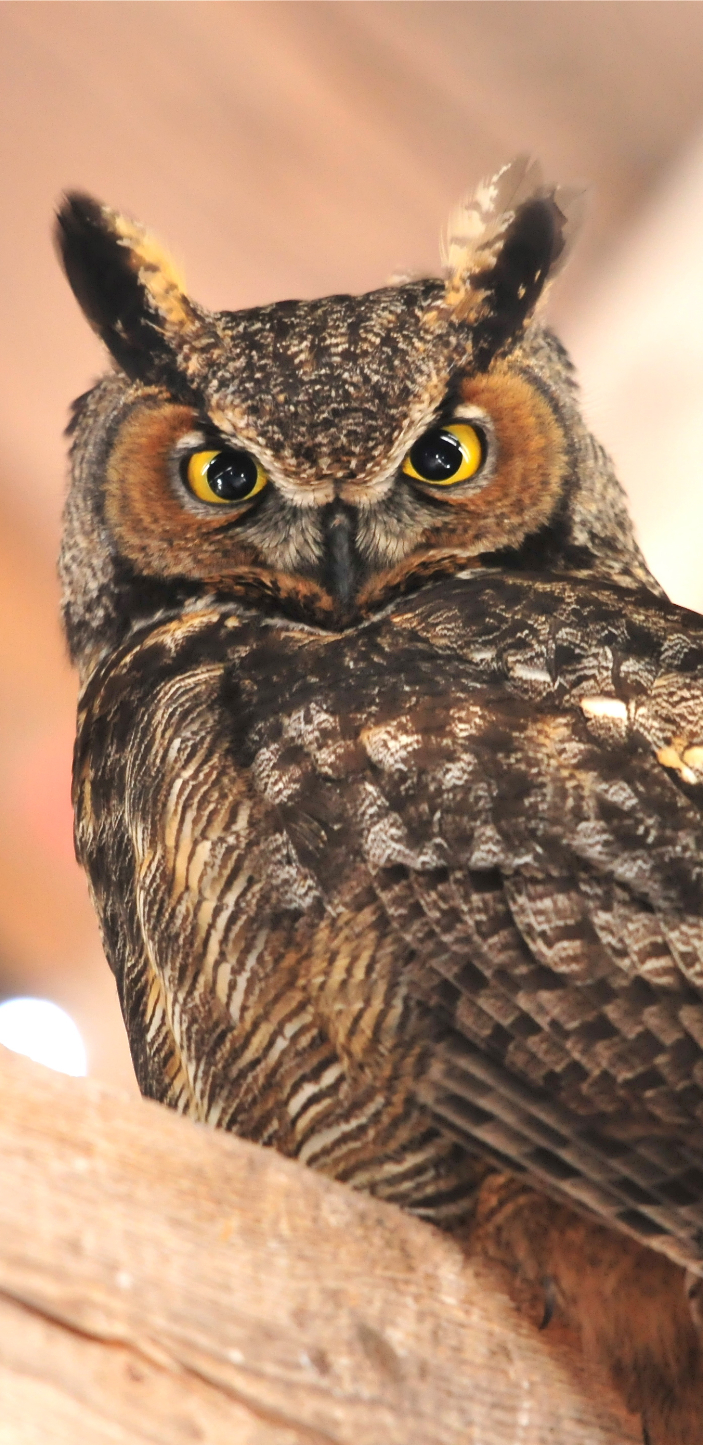 Free download wallpaper Birds, Animal, Great Horned Owl on your PC desktop