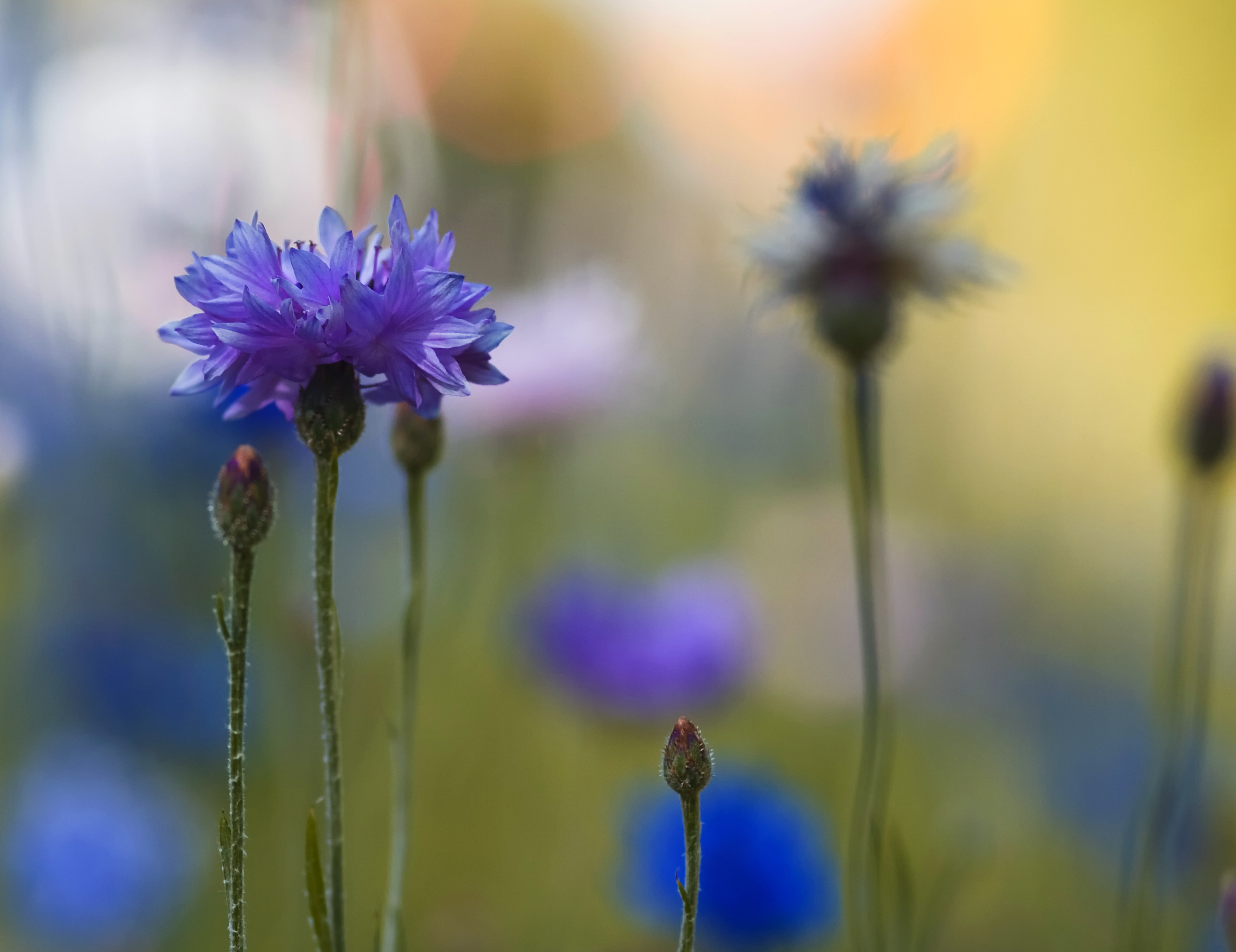 Téléchargez gratuitement l'image Fleurs, Fleur, Terre/nature sur le bureau de votre PC