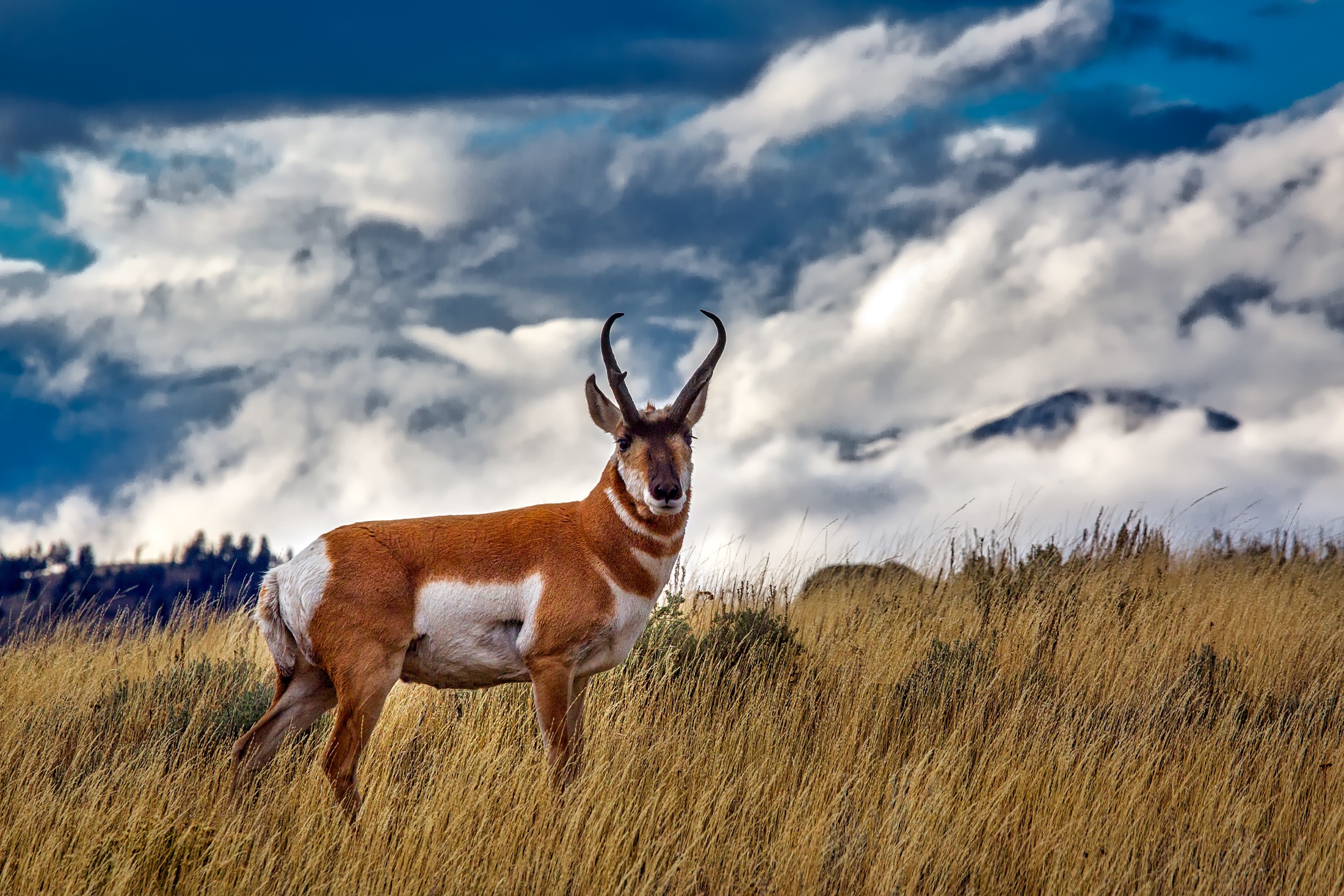 779258 Bild herunterladen tiere, antilope, gabelbock - Hintergrundbilder und Bildschirmschoner kostenlos