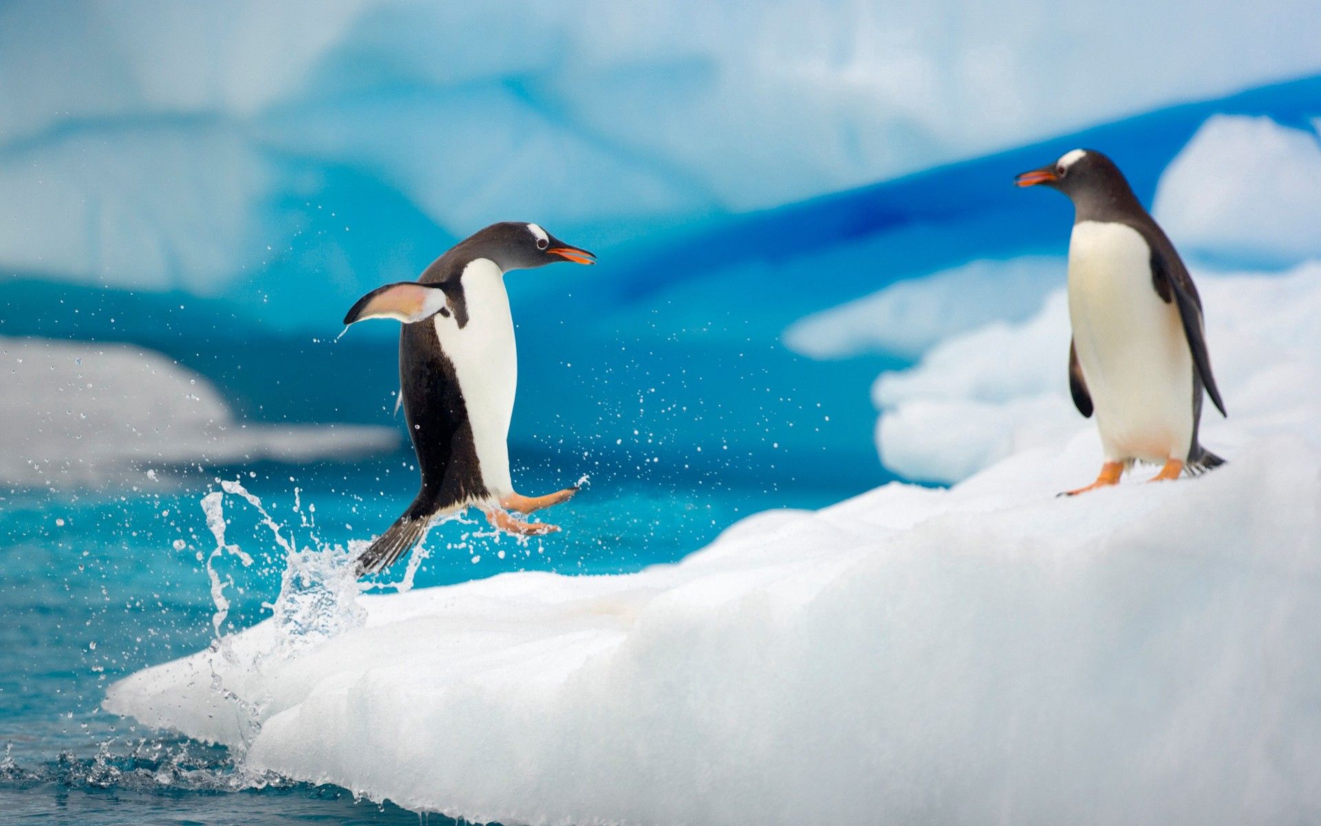 Скачать обои бесплатно Снег, Арктика, Лед, Прыжок, Животные, Пара, Антарктида, Пингвины картинка на рабочий стол ПК