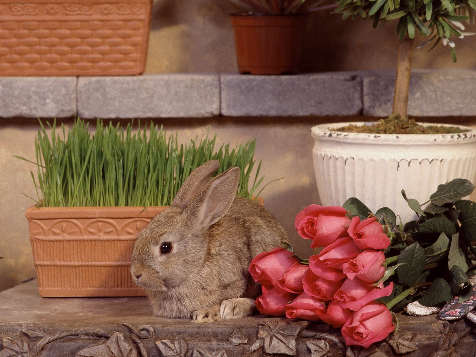 rabbits, roses, animals, flowers HD wallpaper