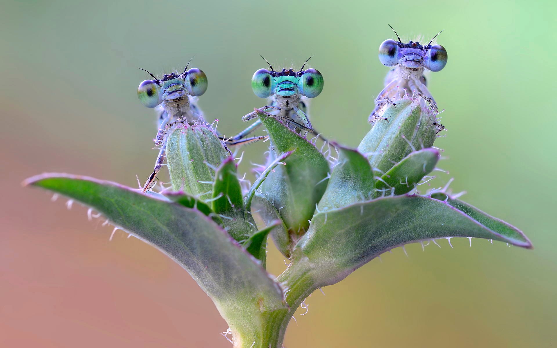 Laden Sie das Tiere, Insekten, Libelle-Bild kostenlos auf Ihren PC-Desktop herunter