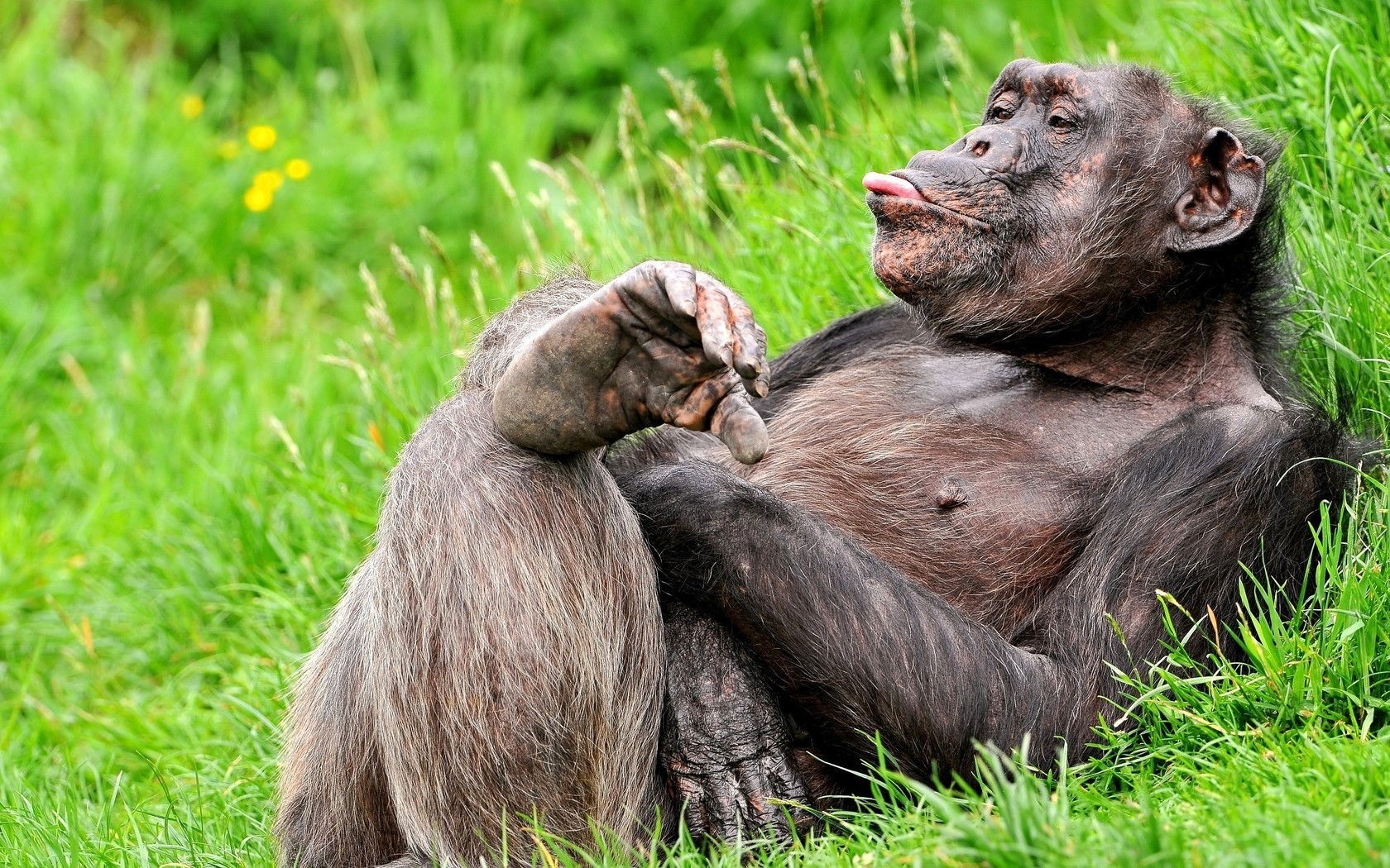 Завантажити шпалери безкоштовно Тварини, Мавпи картинка на робочий стіл ПК
