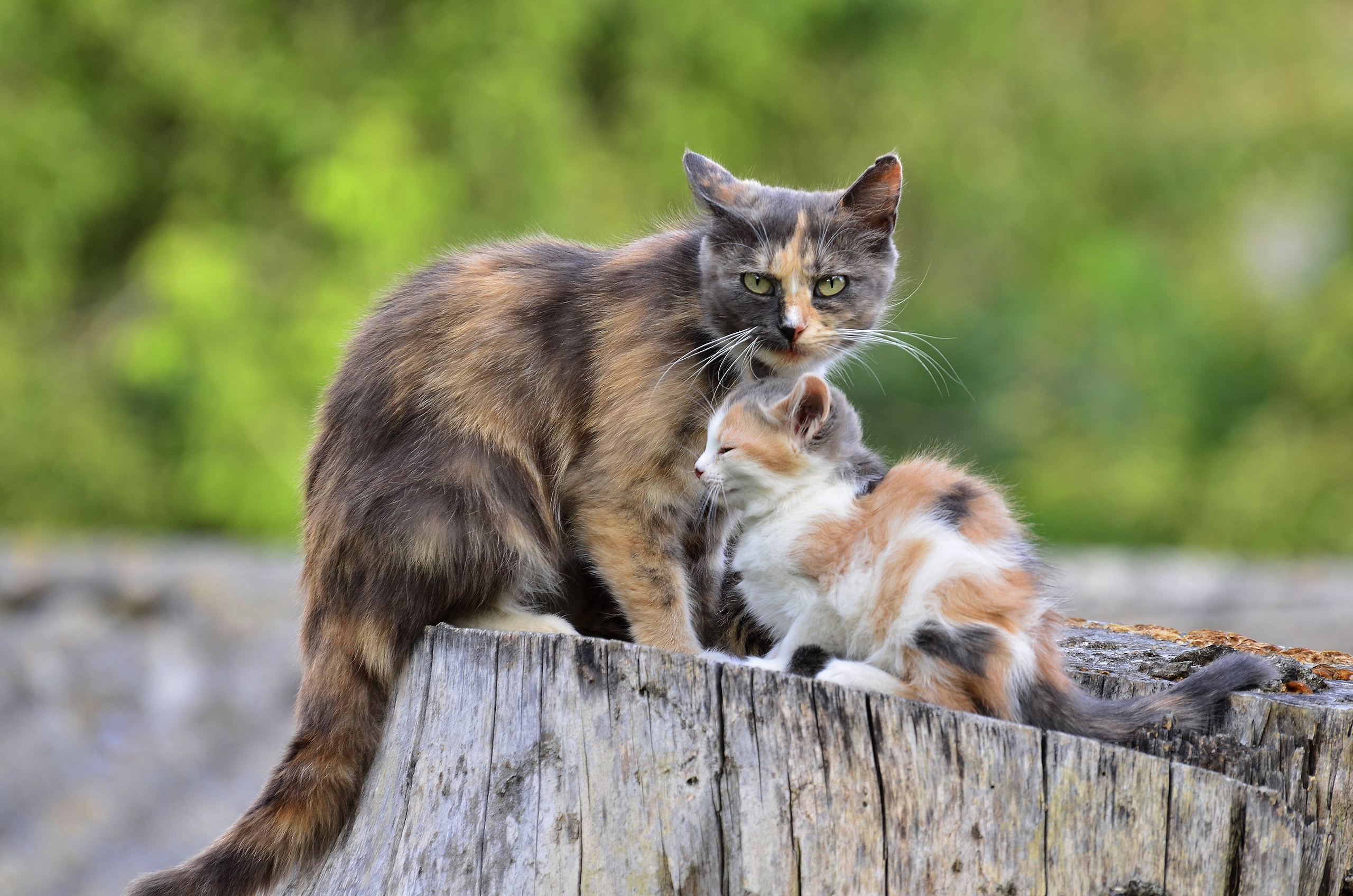 Скачать картинку Животные, Котенок, Кошка, Кошки, Детеныш Животного в телефон бесплатно.