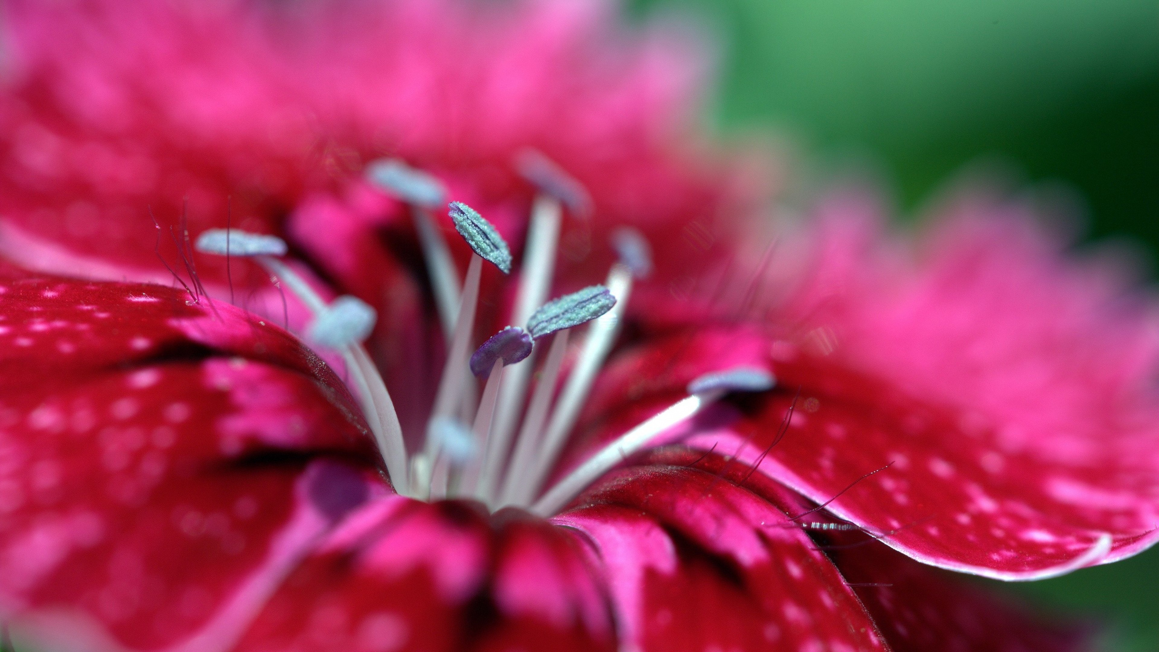 Download mobile wallpaper Red Flower, Macro, Flowers, Flower, Earth for free.