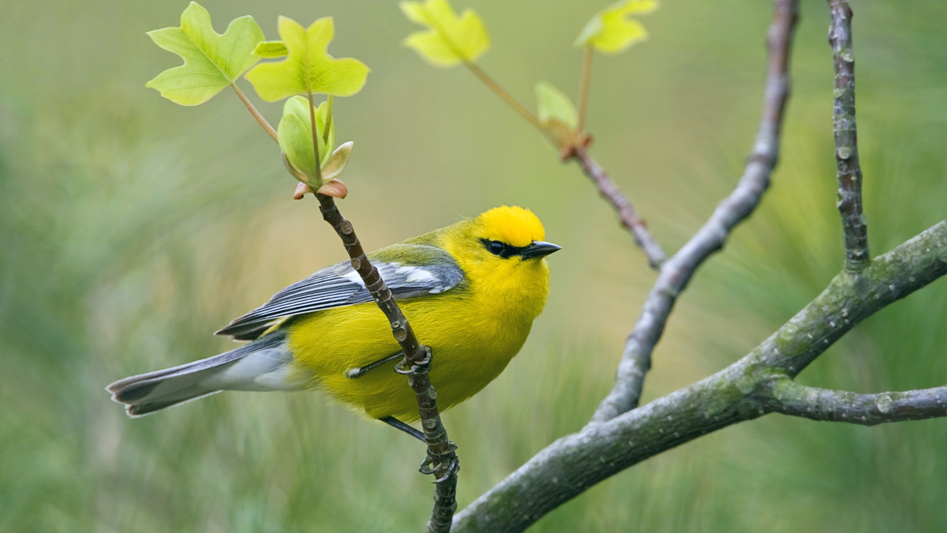 Téléchargez des papiers peints mobile Oiseau, Des Oiseaux, Animaux gratuitement.