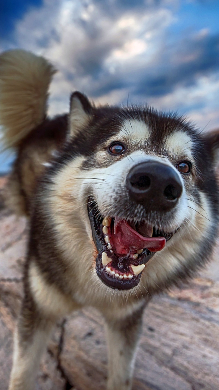 Descarga gratuita de fondo de pantalla para móvil de Animales, Perros, Perro, Bozal, Malamute De Alaska.