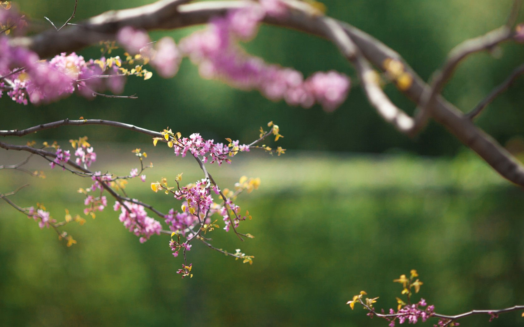 Handy-Wallpaper Blume, Erde/natur kostenlos herunterladen.