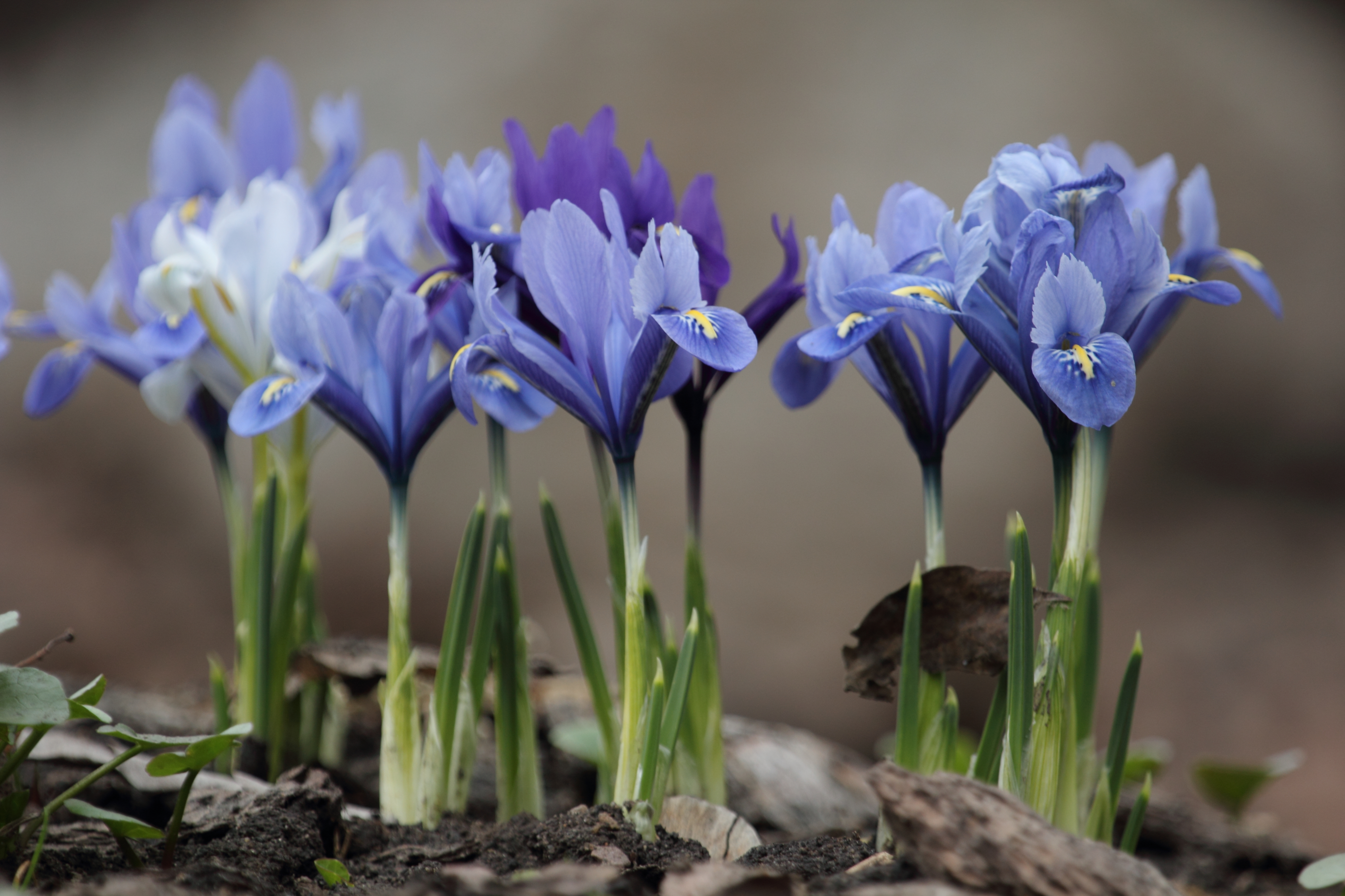 300489 скачать обои весна, природа, фиолетовый цветок, земля/природа, цветок, флауэрсы - заставки и картинки бесплатно